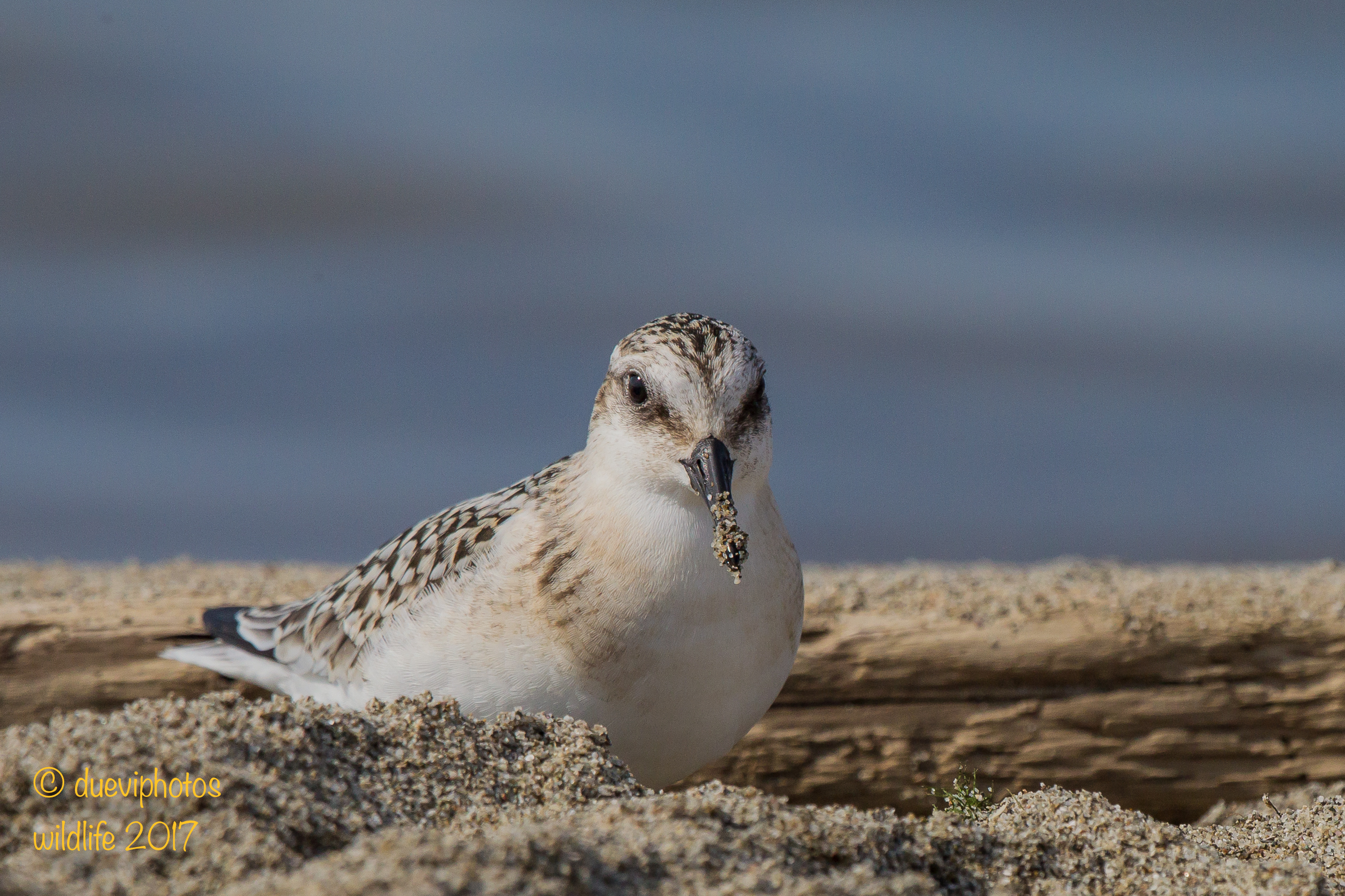 Piovanello tridattilo