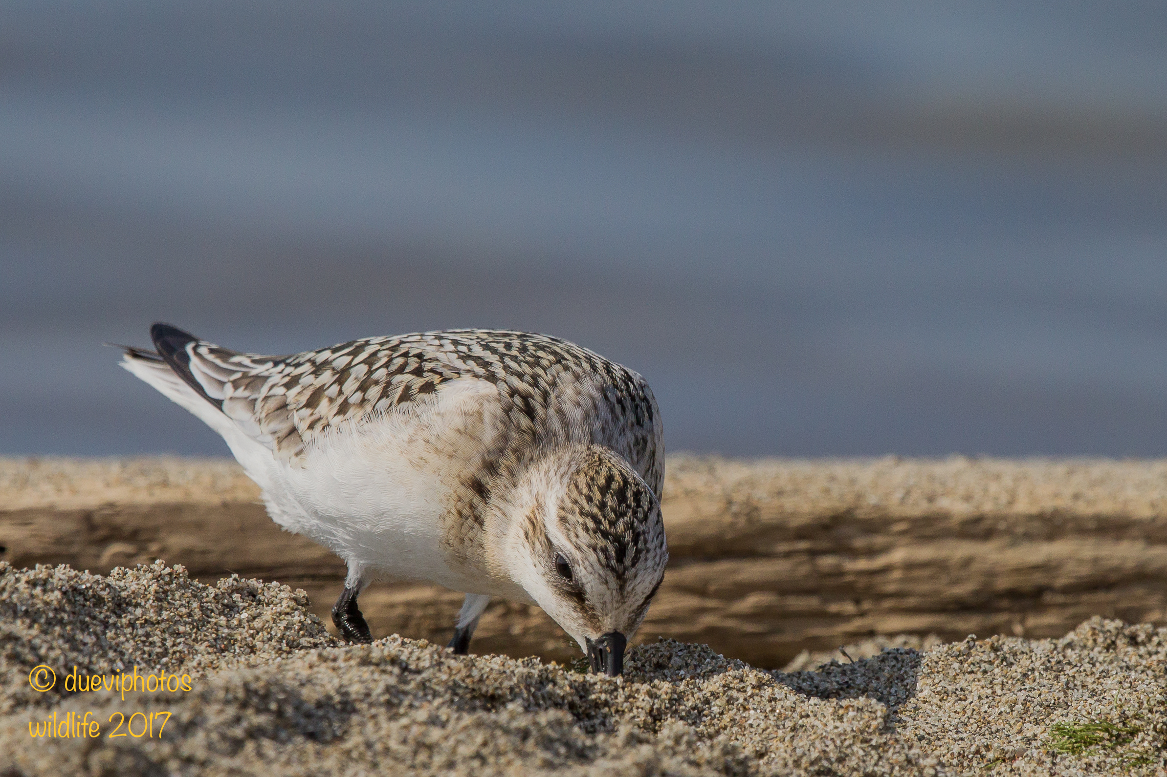 Piovanello tridattilo