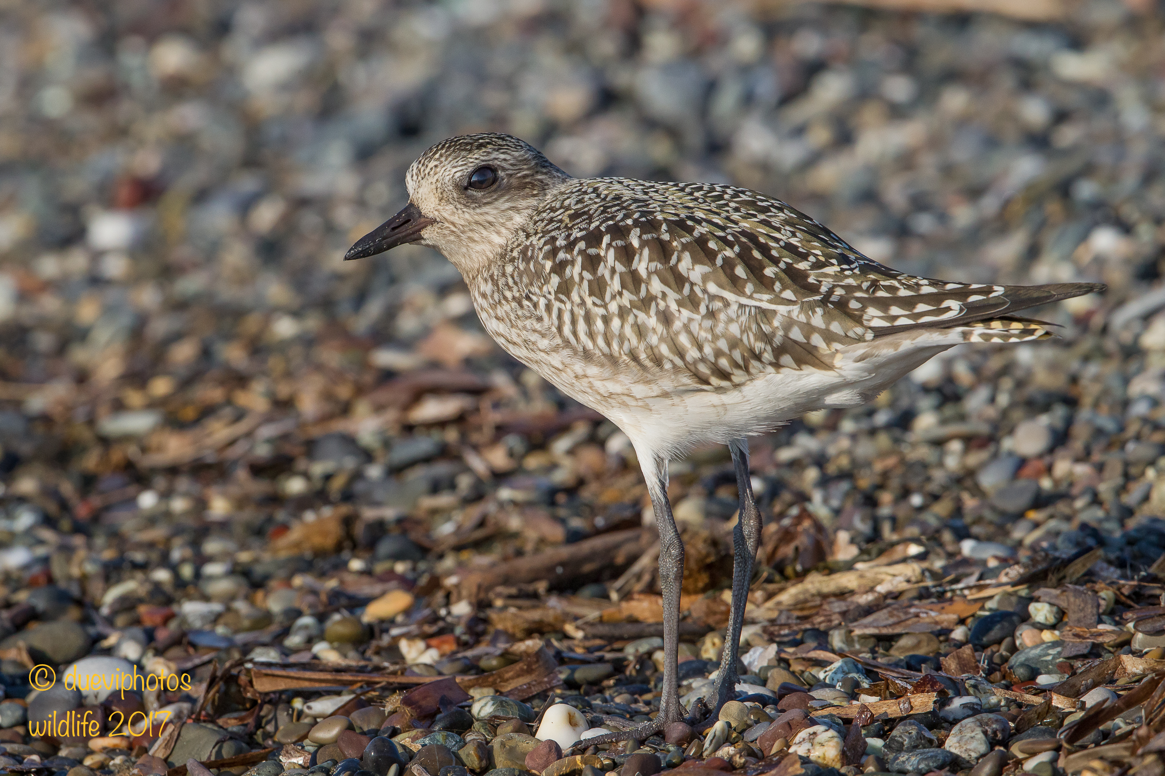 Gray Plover