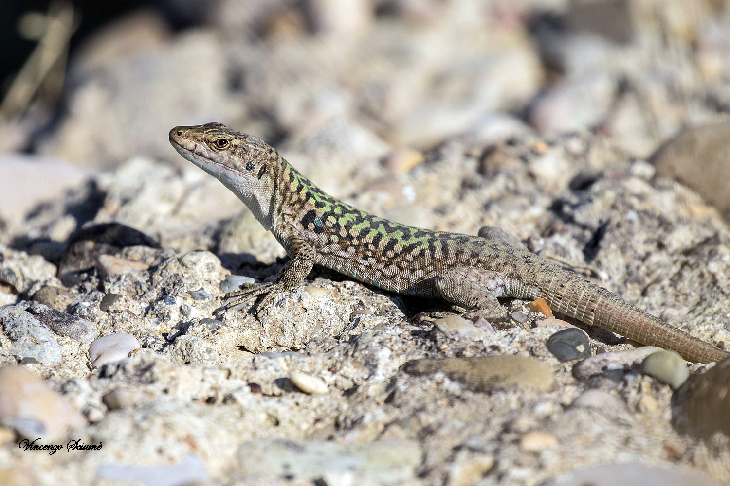 Lucertola comune.