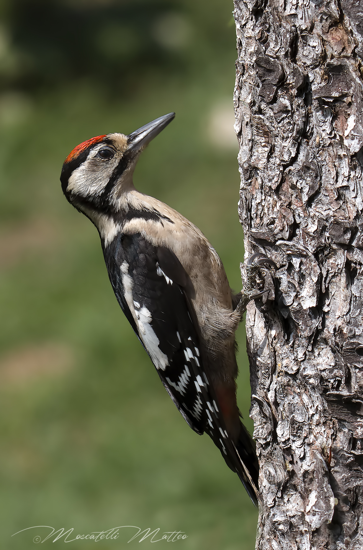 Greater Red Woodpecker