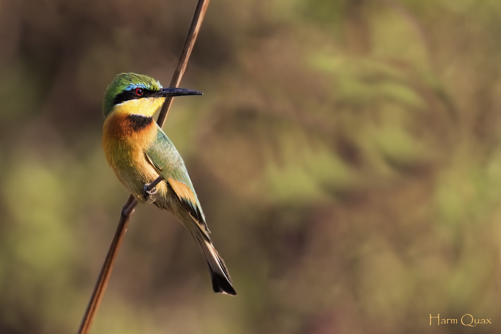 Piccolo api (Merops pusillus)