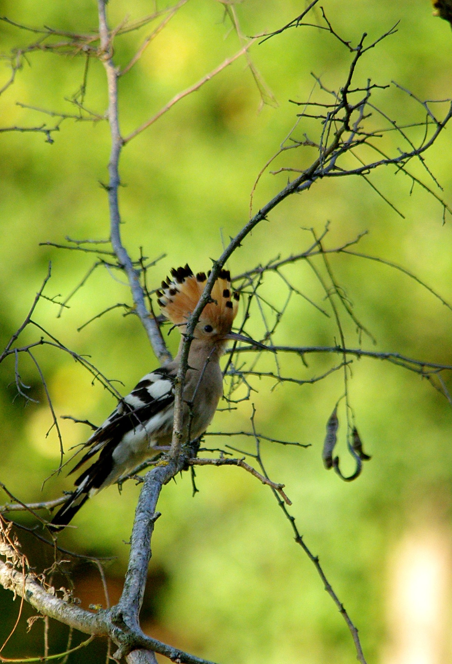 Hoopoe