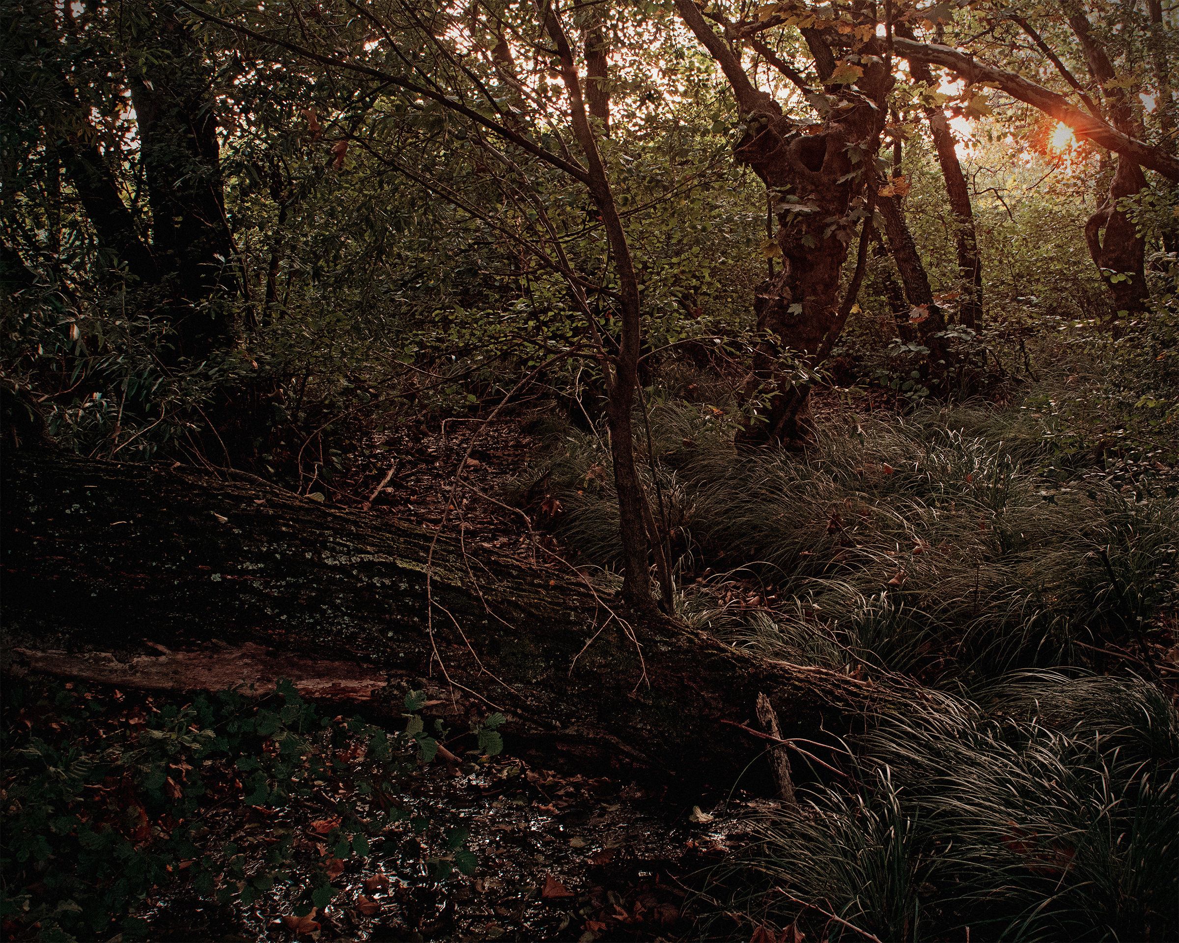 Sunset in swamp