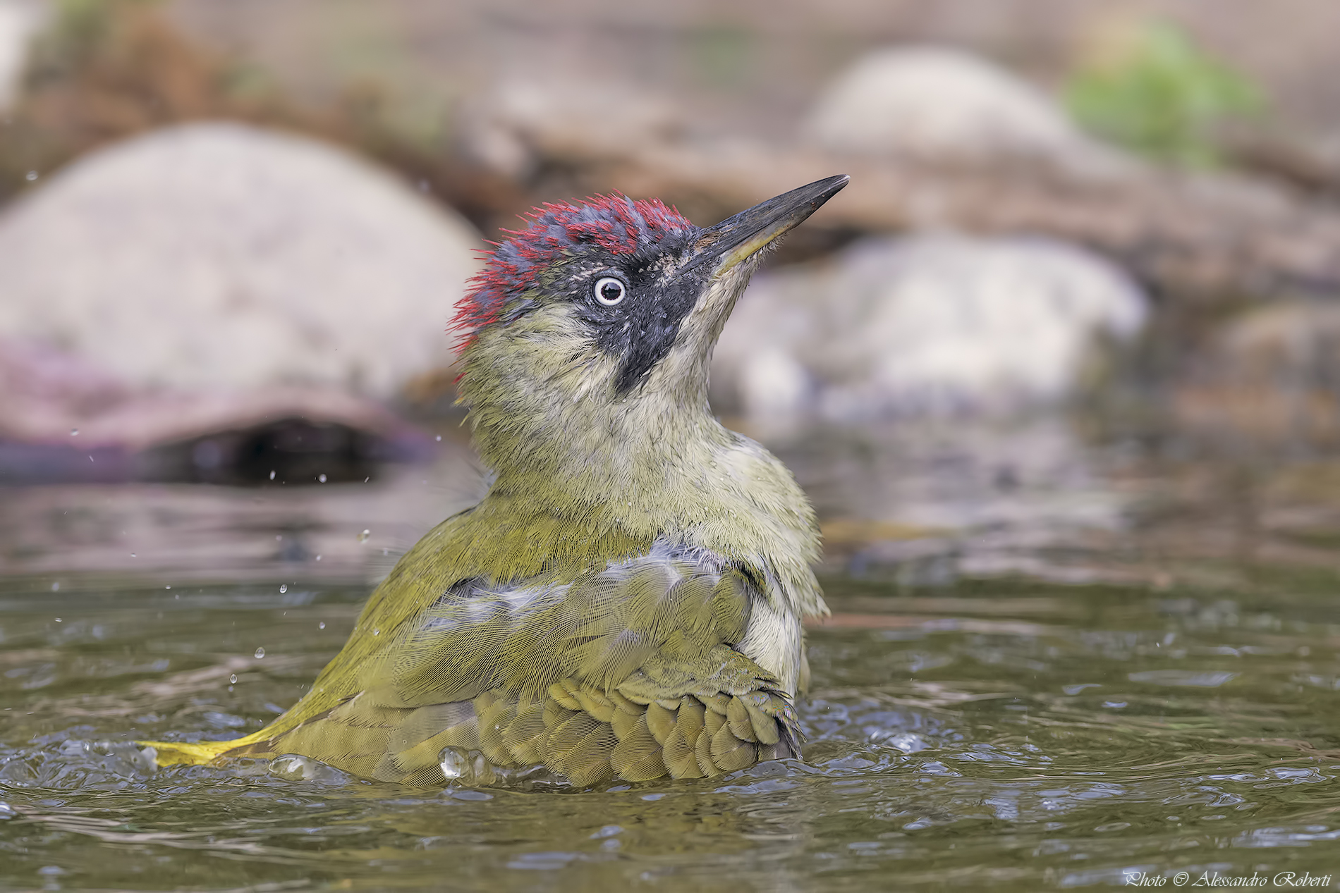 Green woodpecker at the bath ..... Kmanno Km / 0