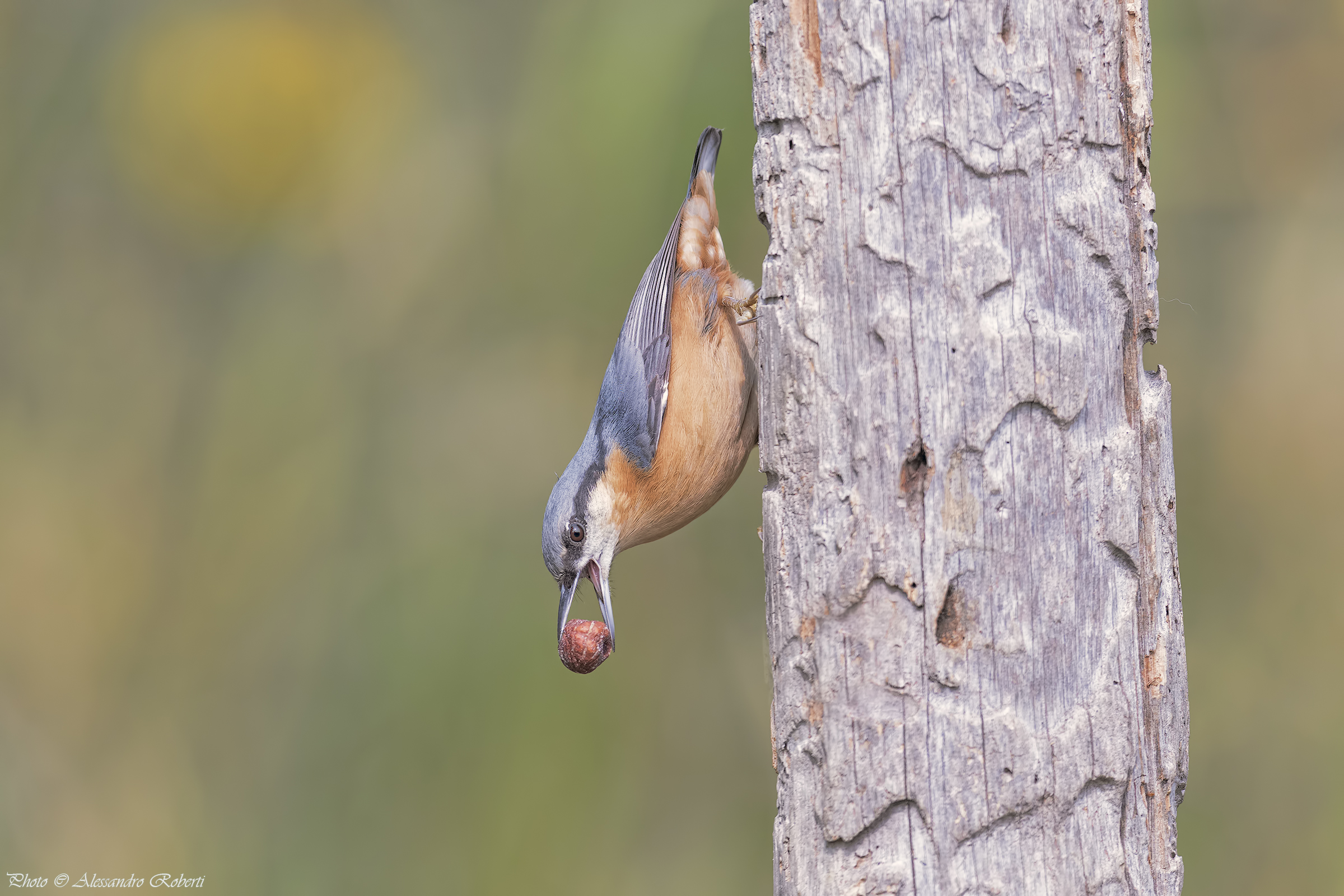 Woodpecker bark ... ..... heaps km / 0