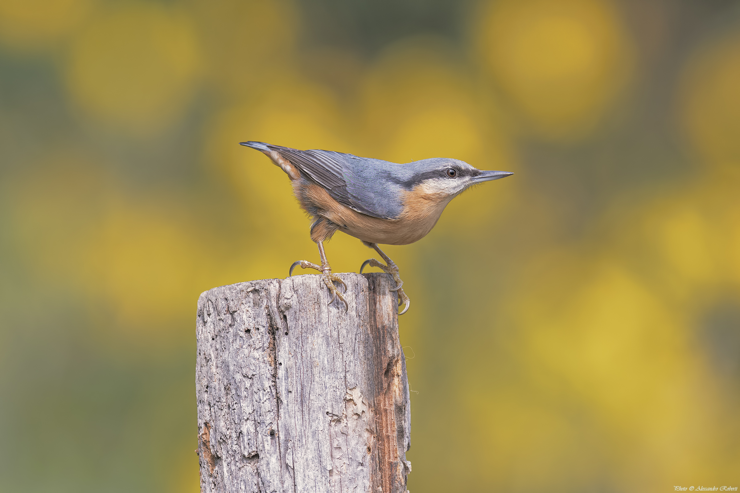 Woodpecker bark ... ..... heaps km / 0
