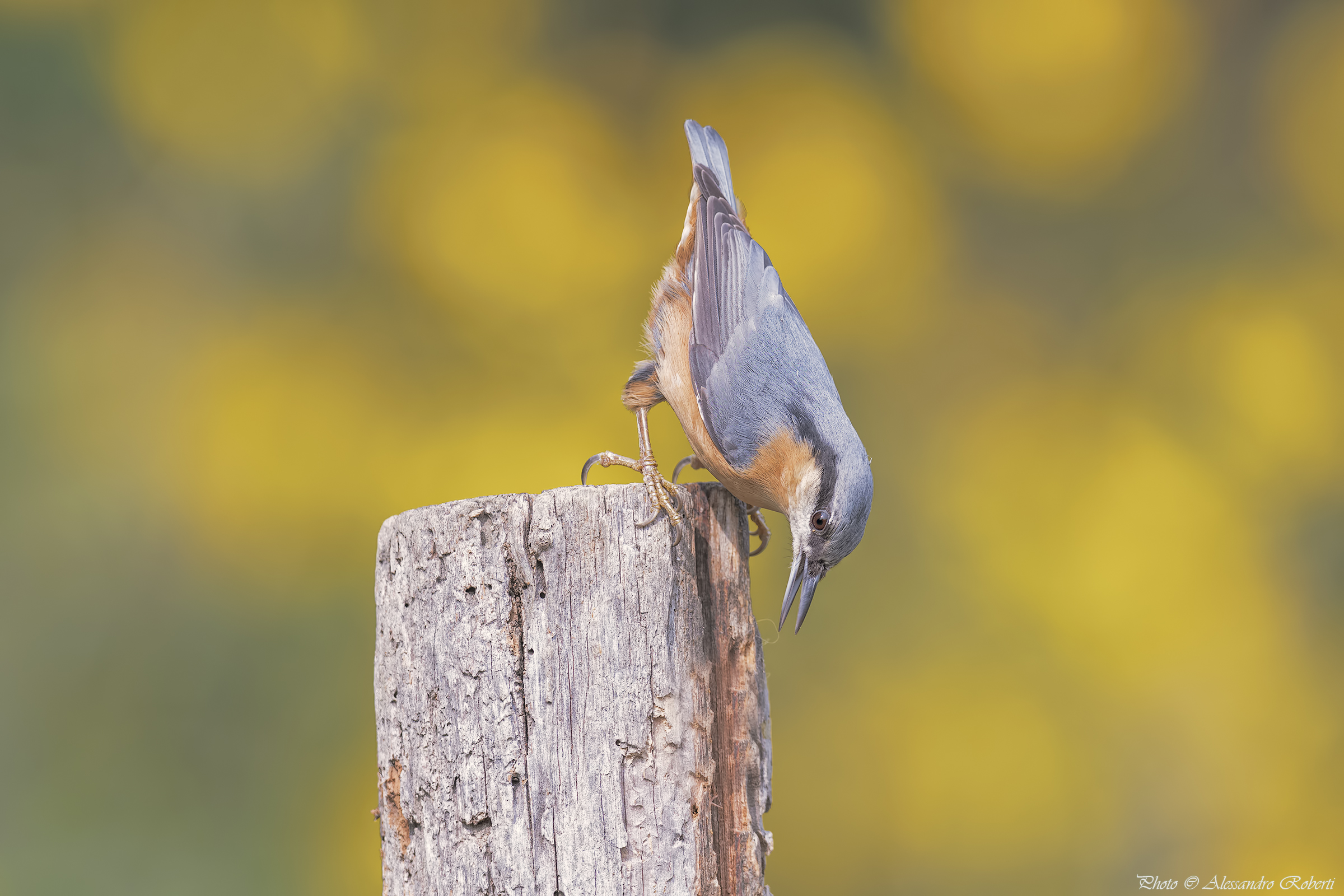 Woodpecker bark ... ..... heaps km / 0