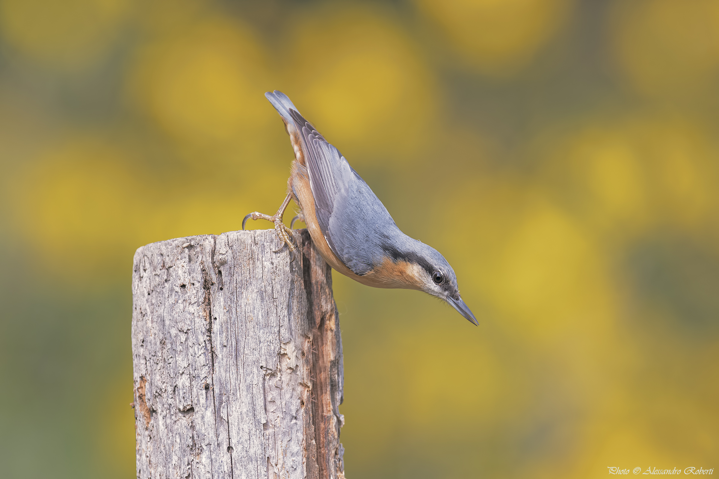 Woodpecker bark ... ..... heaps km / 0