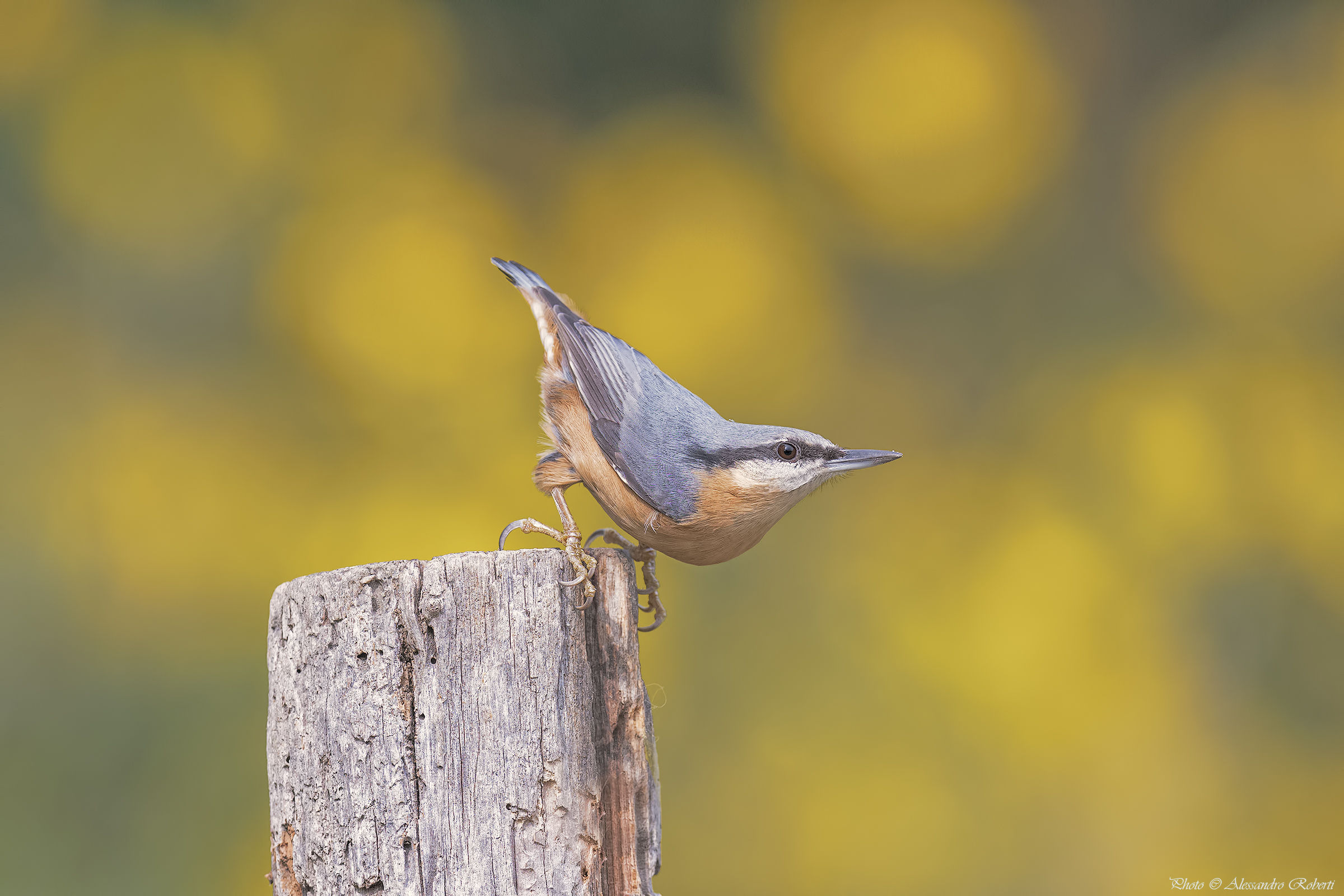 Woodpecker bark ... ..... heaps km / 0