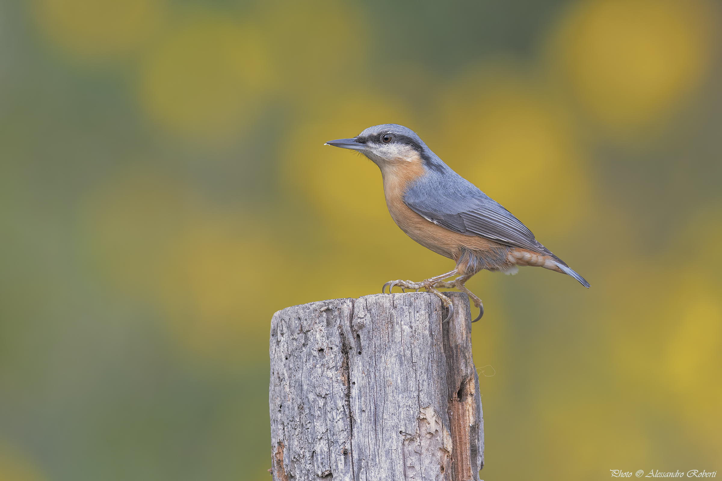 Woodpecker bark ... ..... heaps km / 0