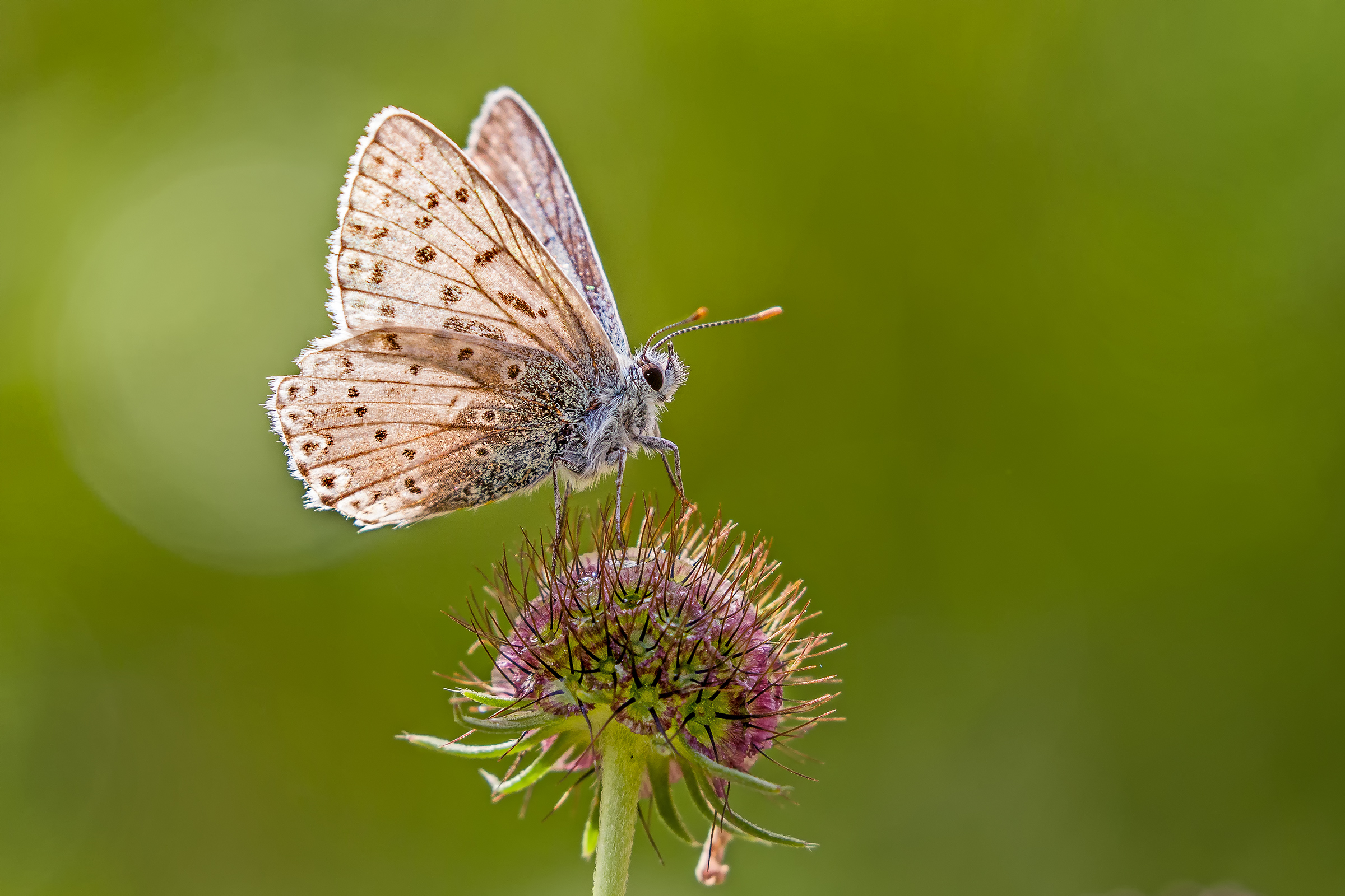 Polyommatus coridon