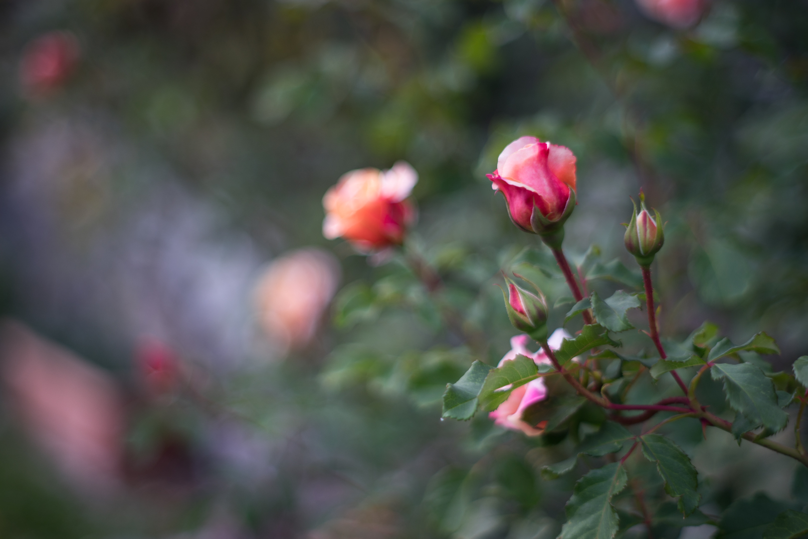 bokeh, or at least I tried