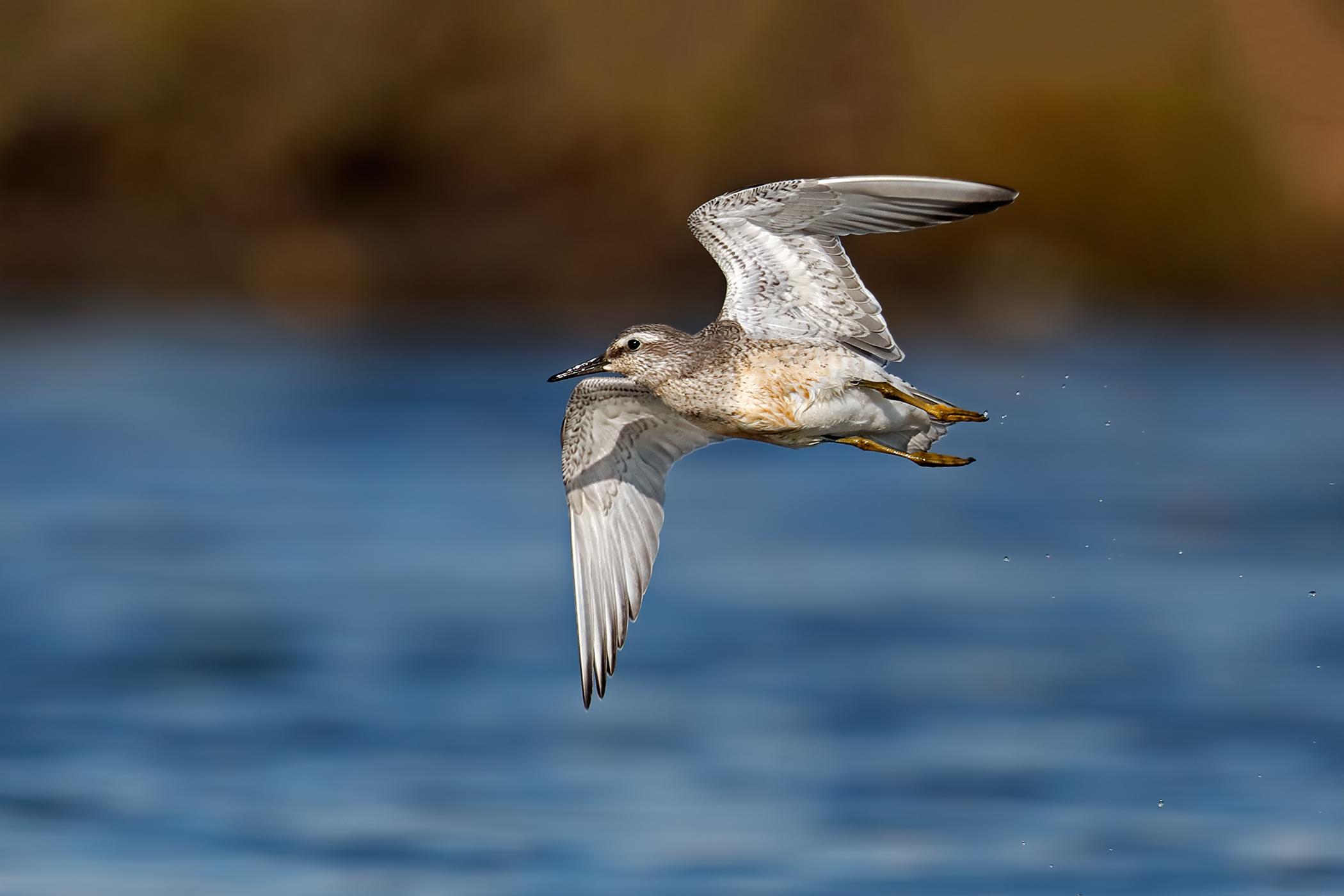 The detachment of the senior duvet