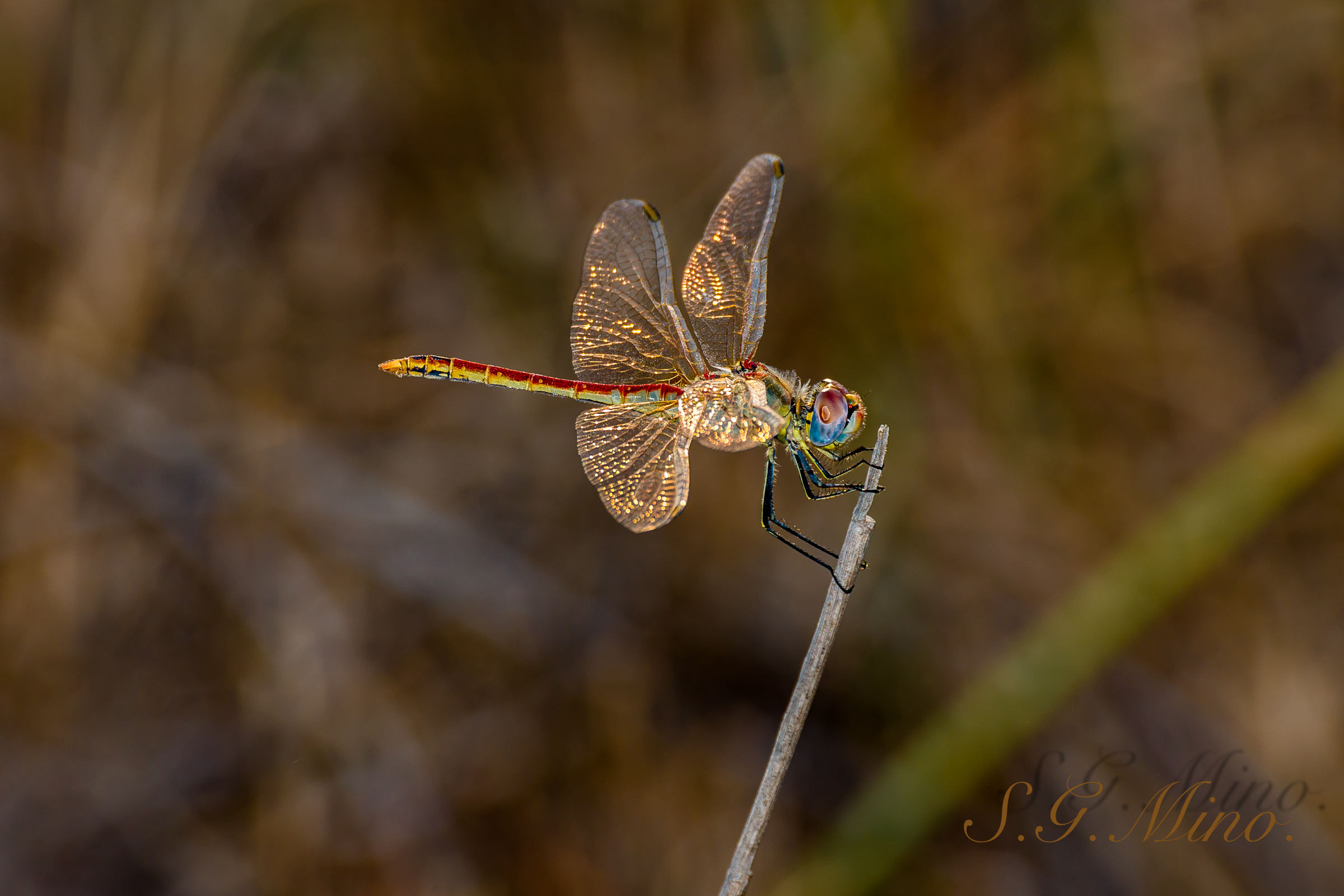 Libellula al tramonto !