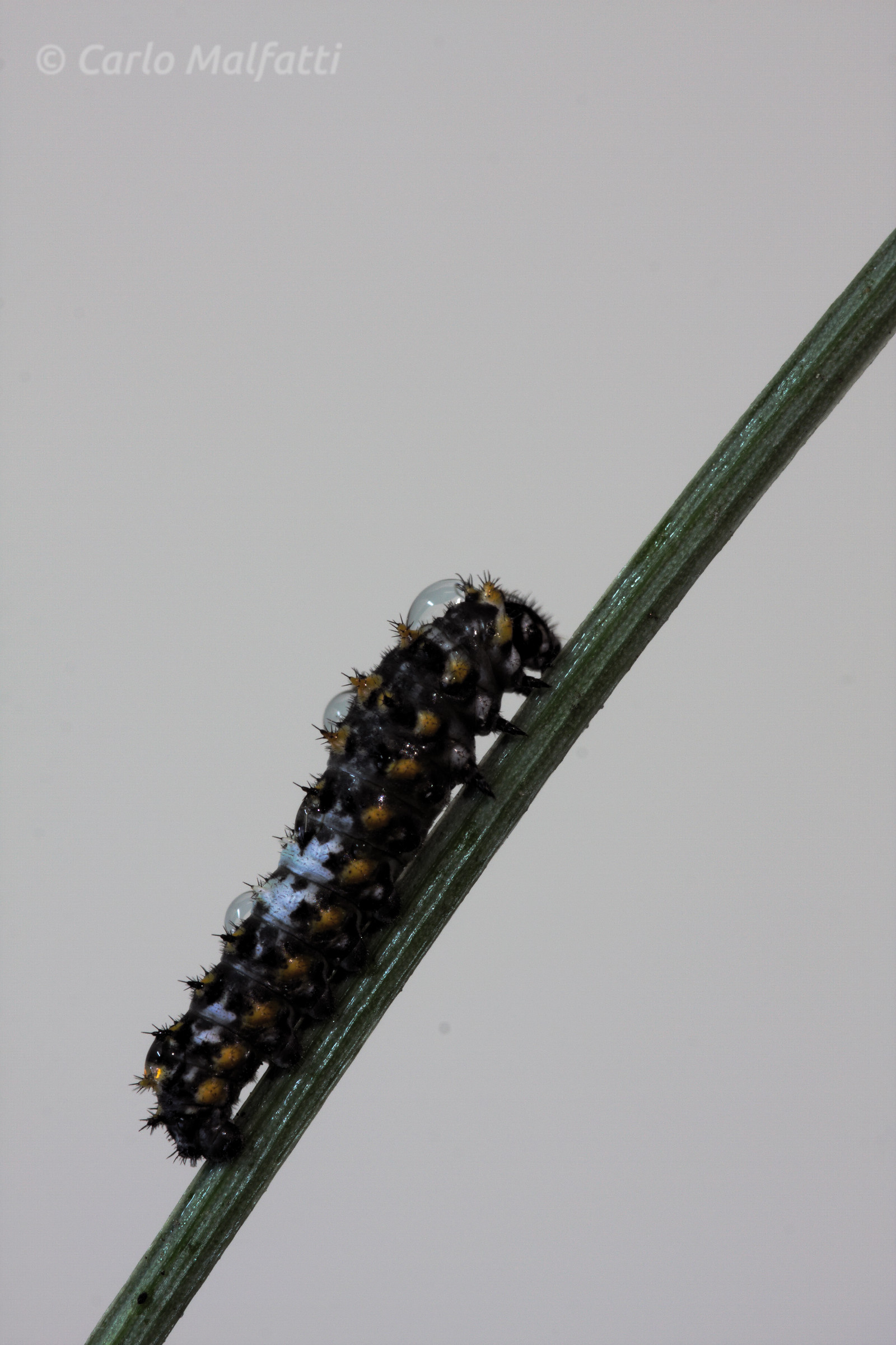 Bruco Macaone primi stadi