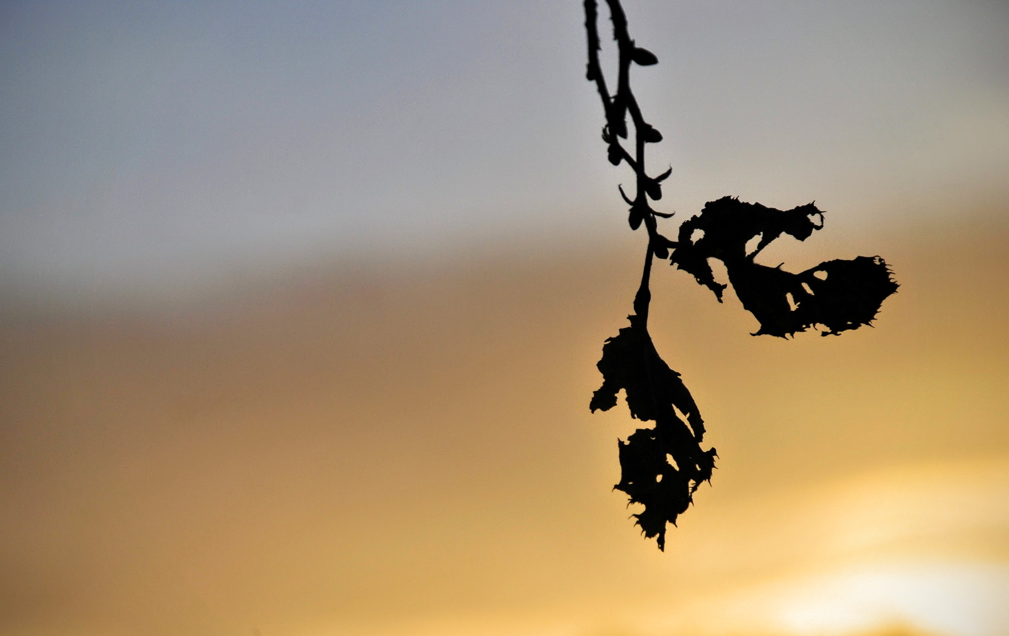 Silhouette in the sunset ...