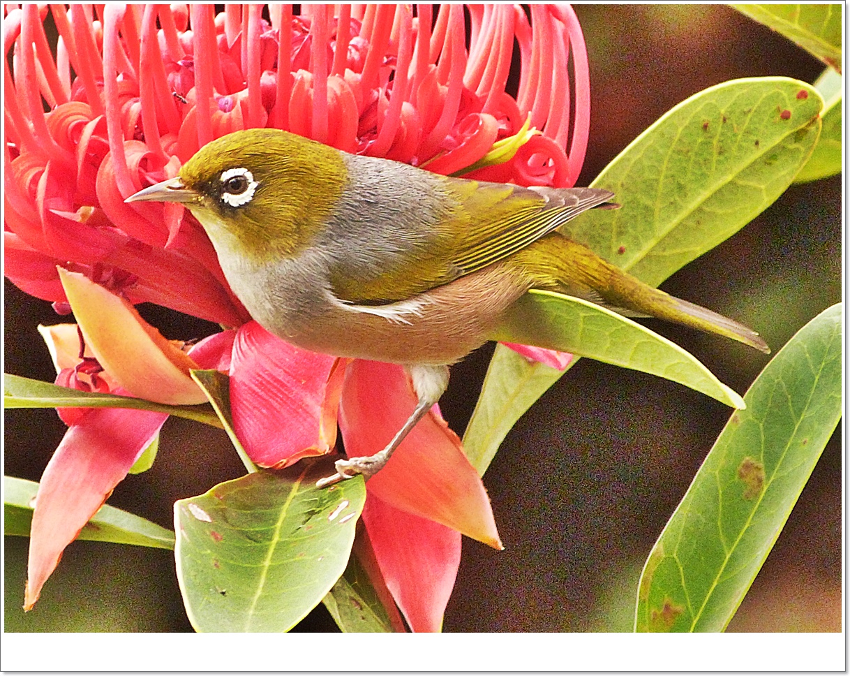 Just loving that nectar.