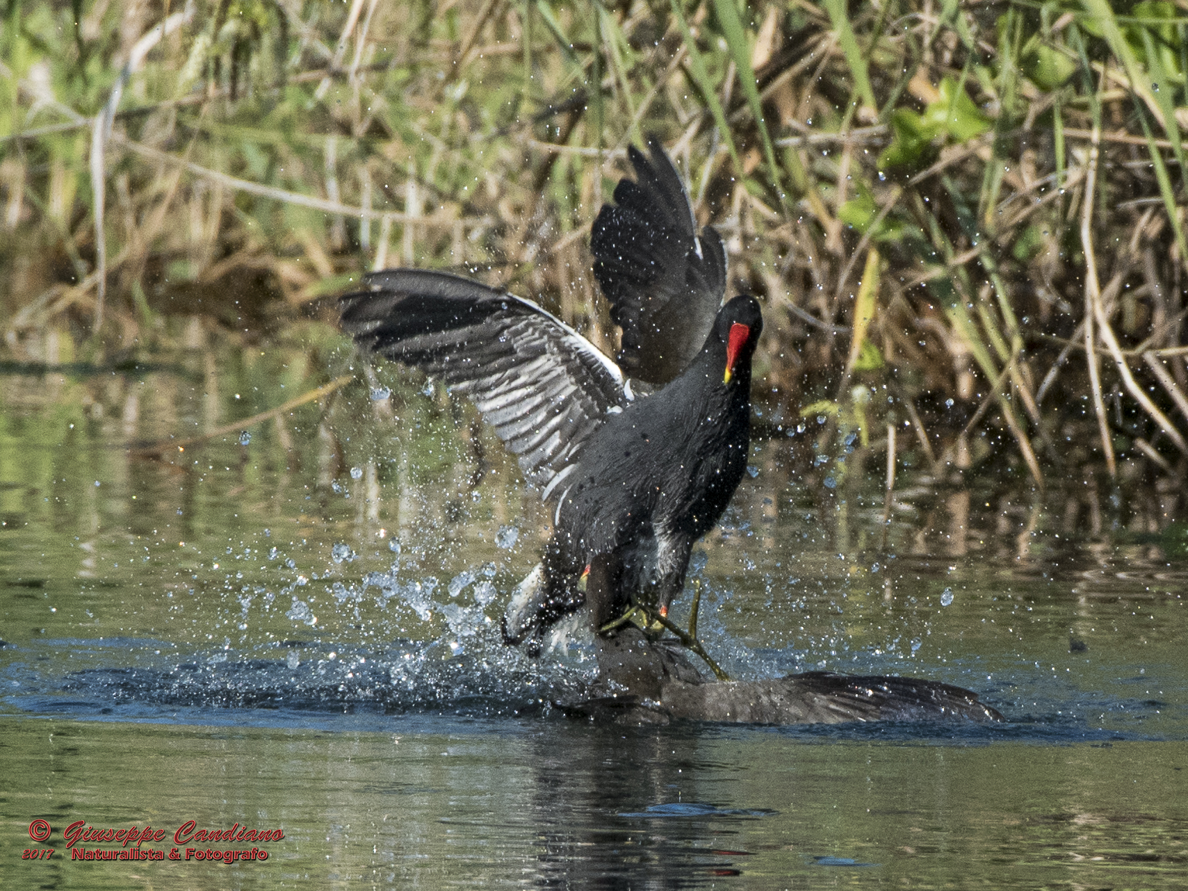 Lotta all'ultimo sangue