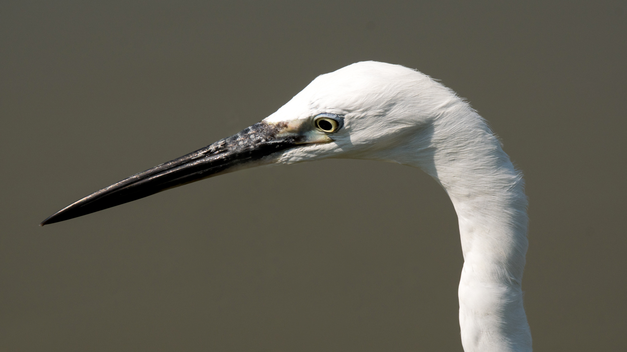 Egret