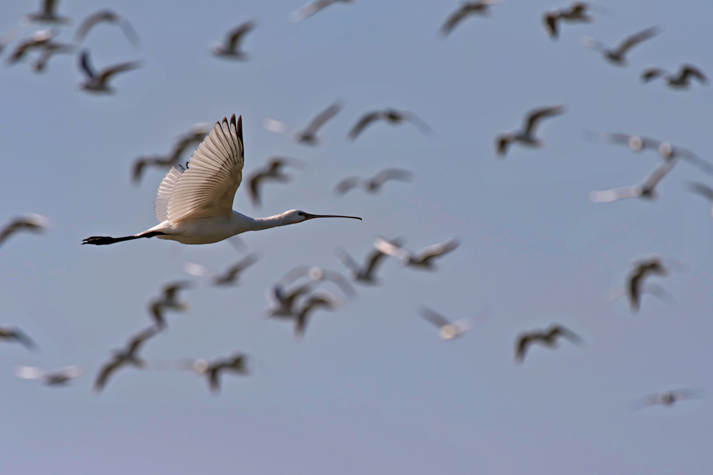 The Spatula and the Seagulls
