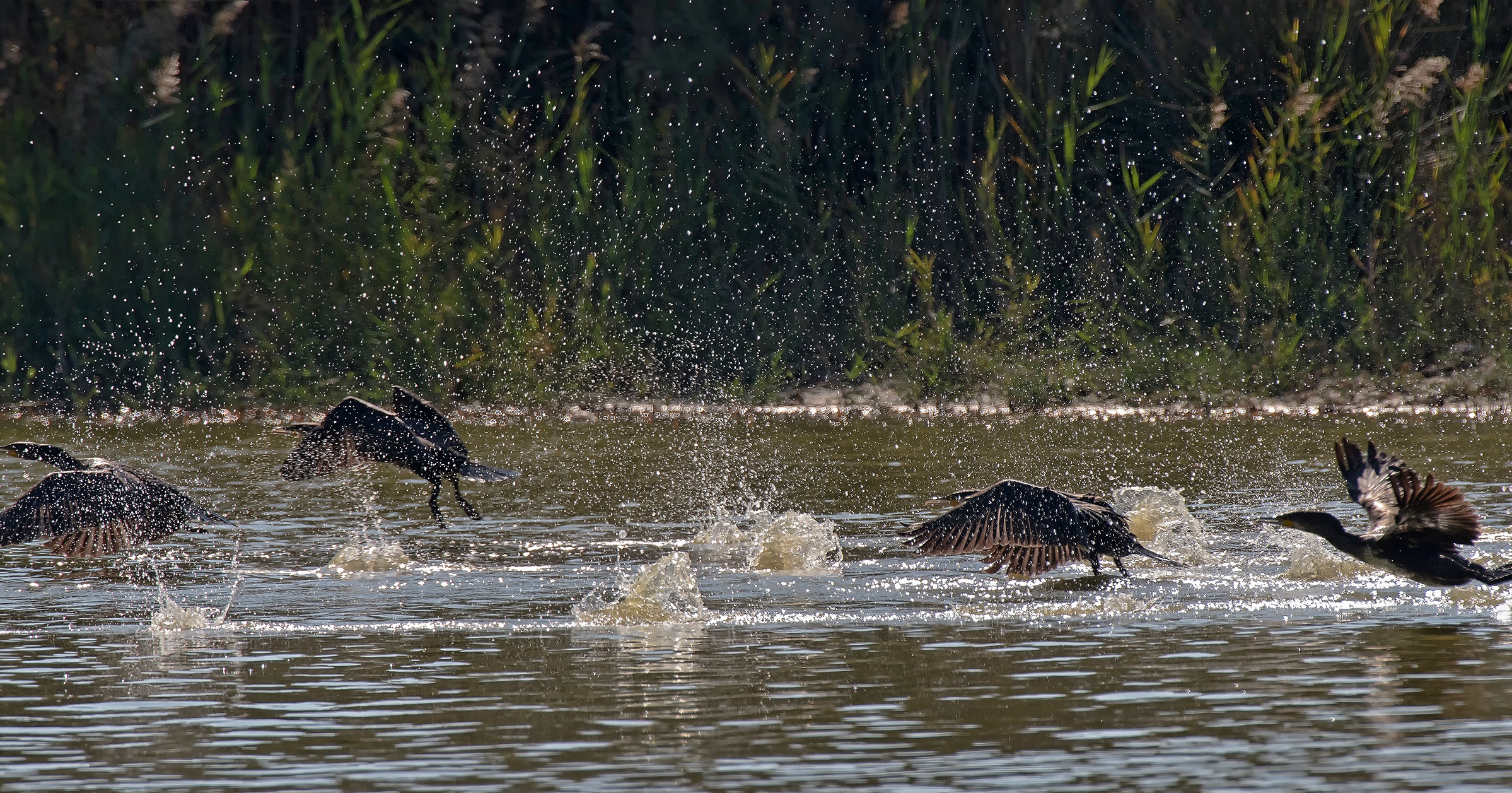 Cormorants taking off