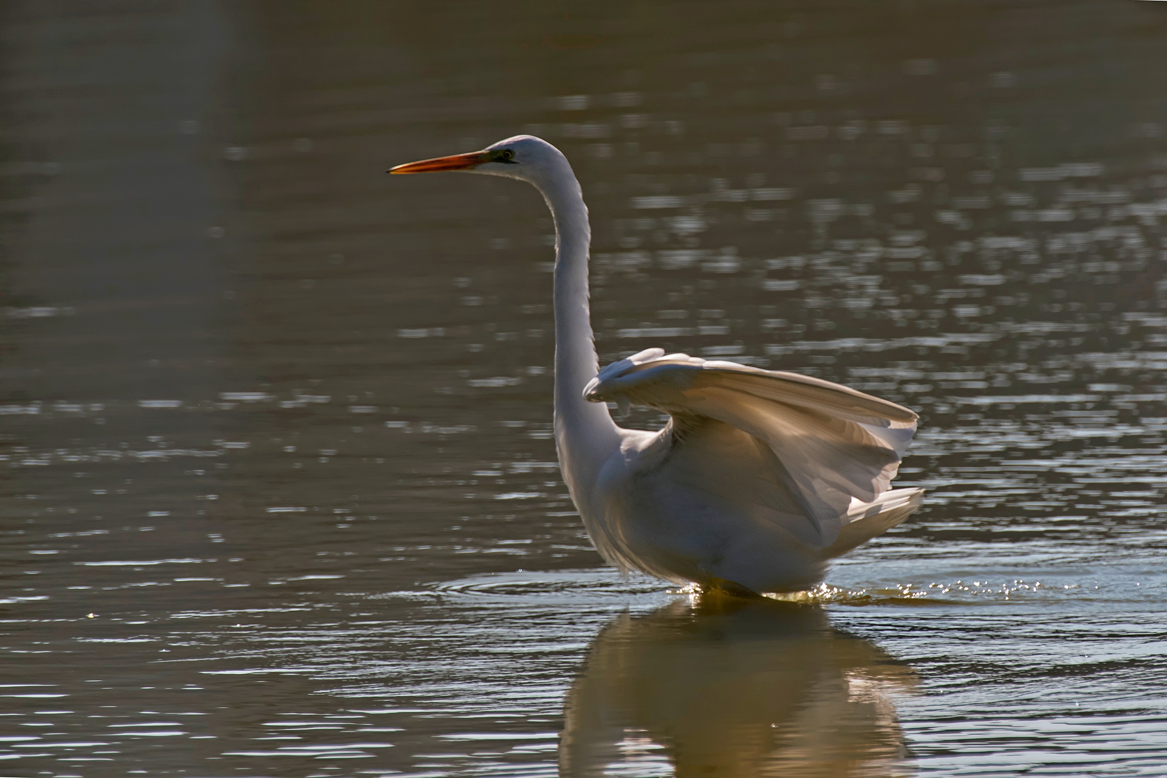 Airone Bianco Maggiore in controluce
