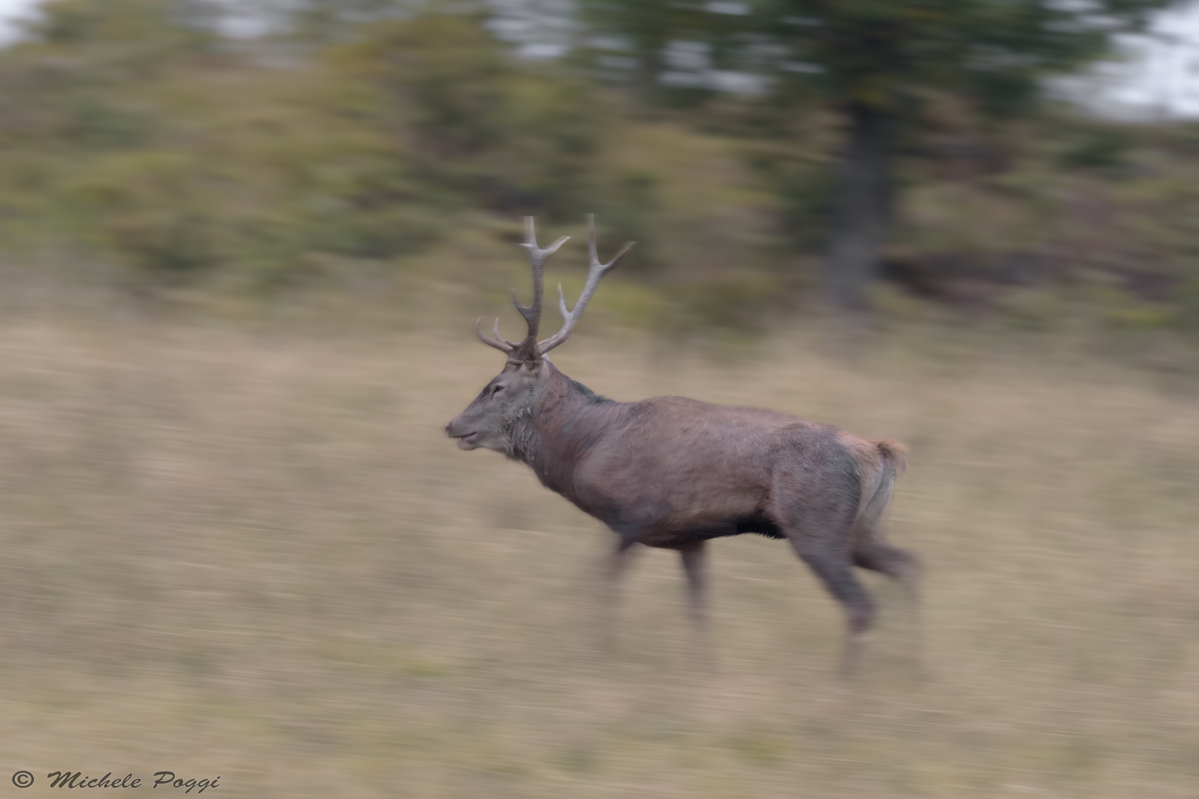 Red deer panning