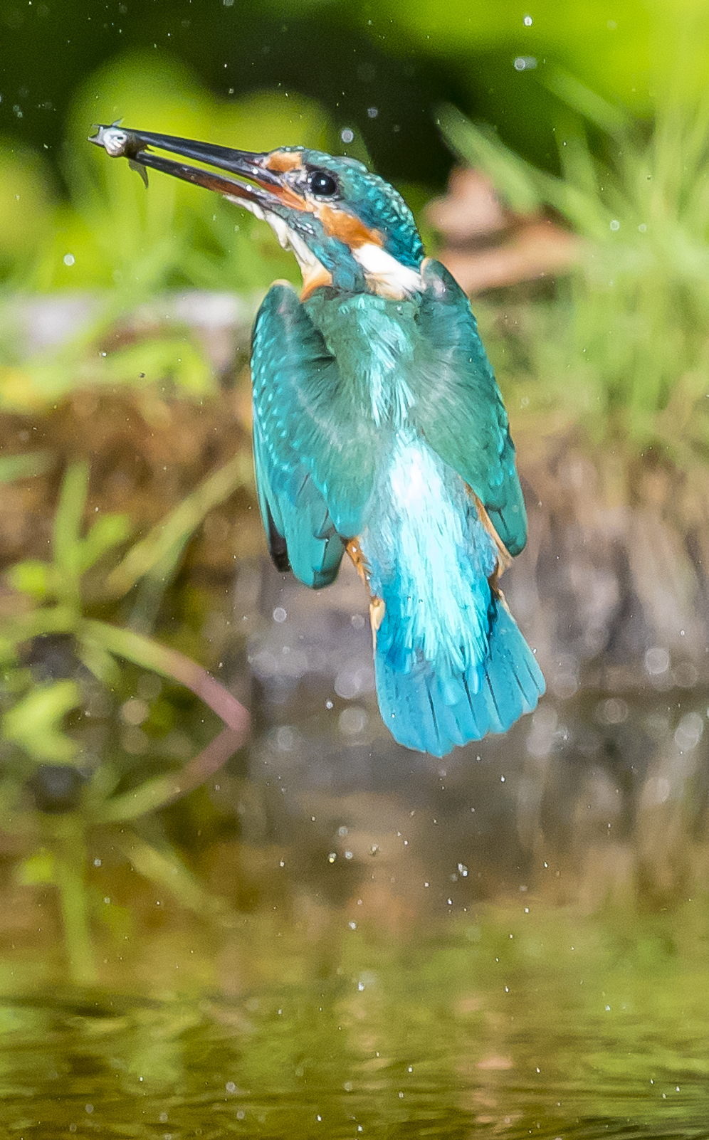 Martin pescatore oasi Lipu di Gaggio di Marcon VE