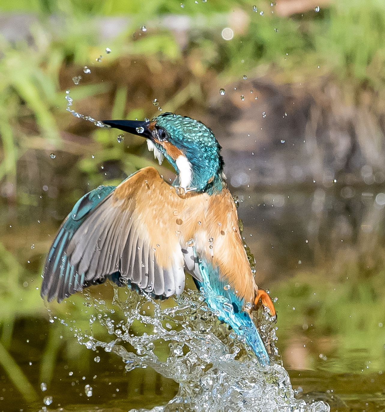 Martin pescatore oasi Lipu di Gaggio di Marcon VE