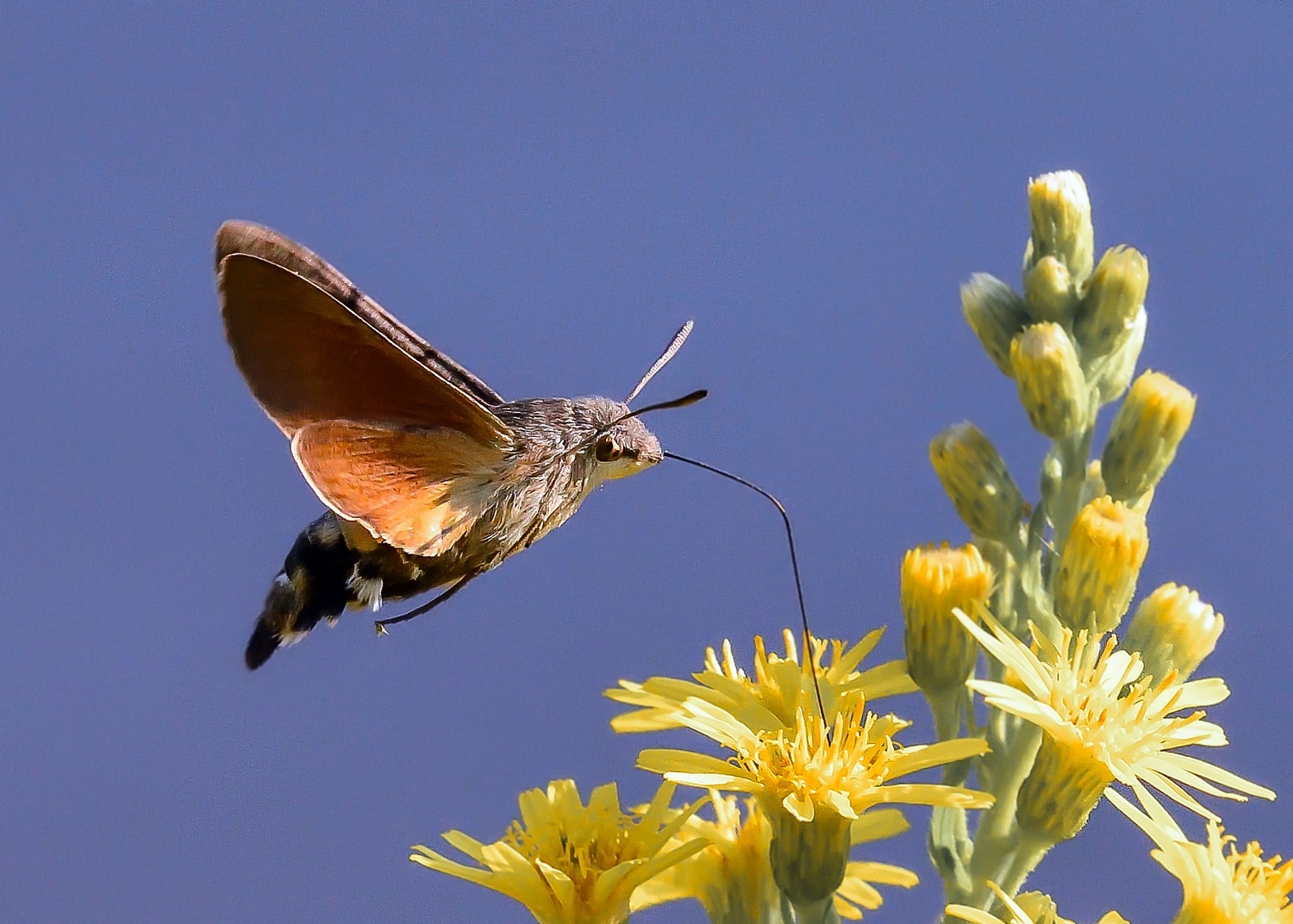 Macrigrossum stellatarum