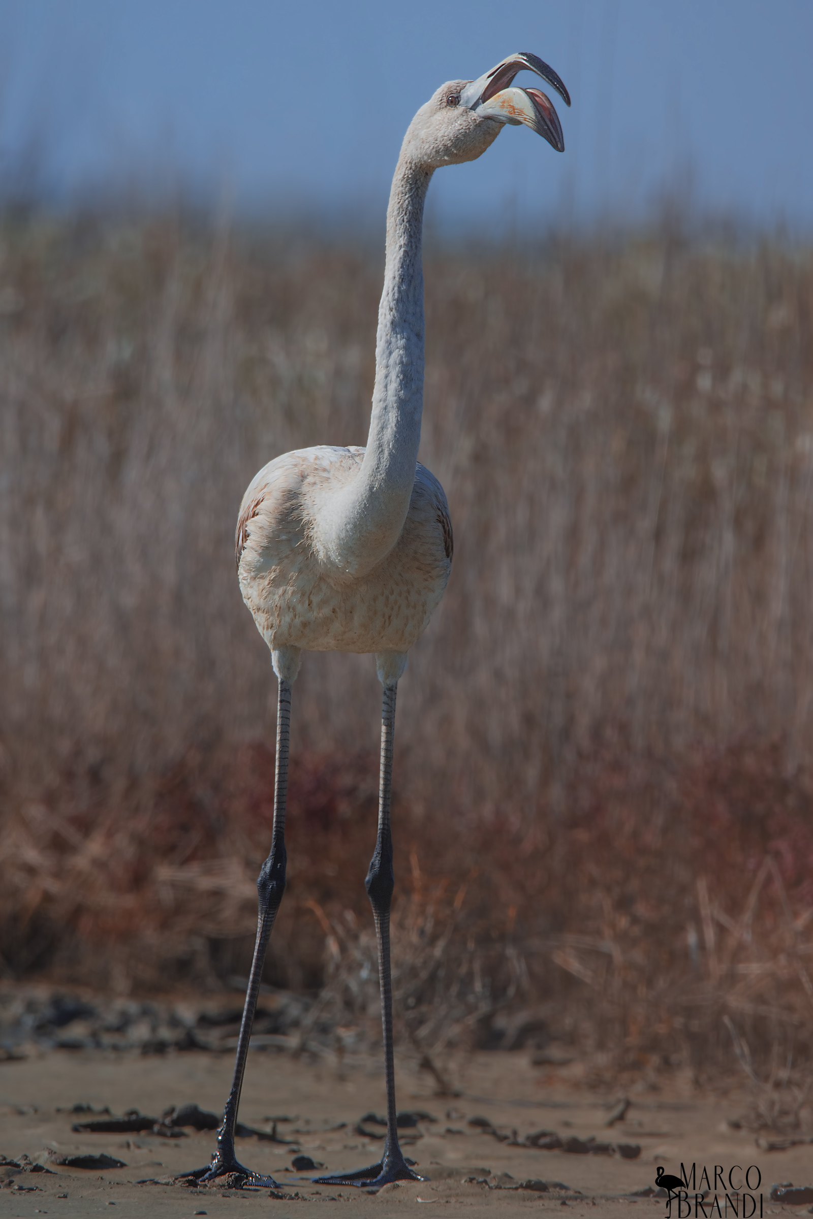 Altezza mezza bellezza