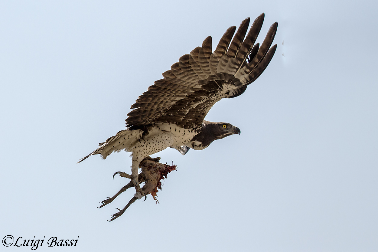 Aquila Marziale Africana (Martial Eagle)