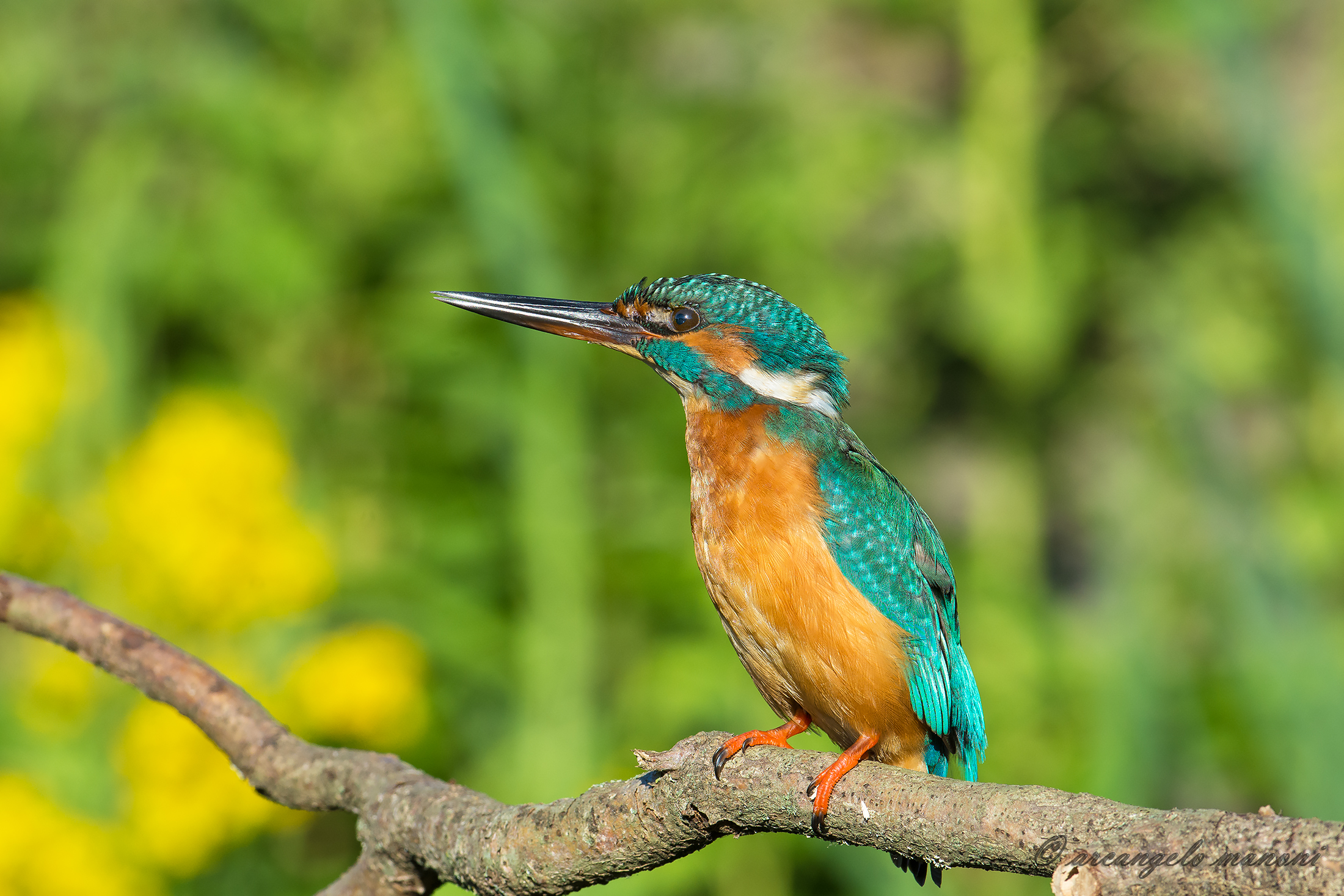 Martina sul posatoio del sole