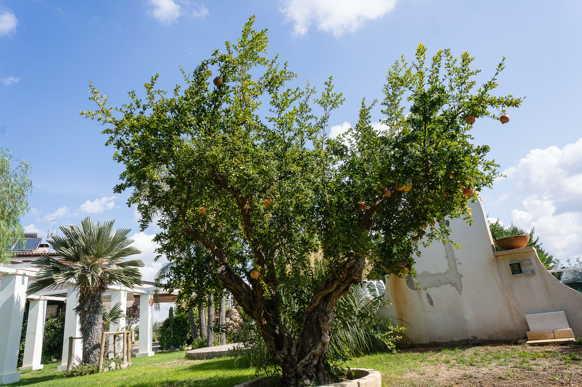 melograno di 270 anni