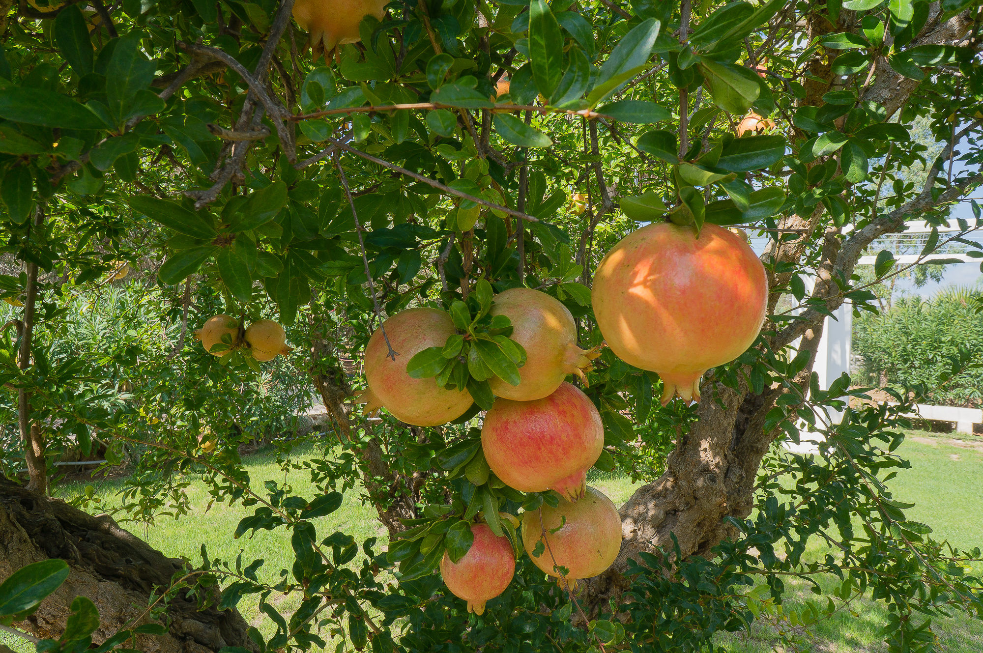 melograno di 270 anni