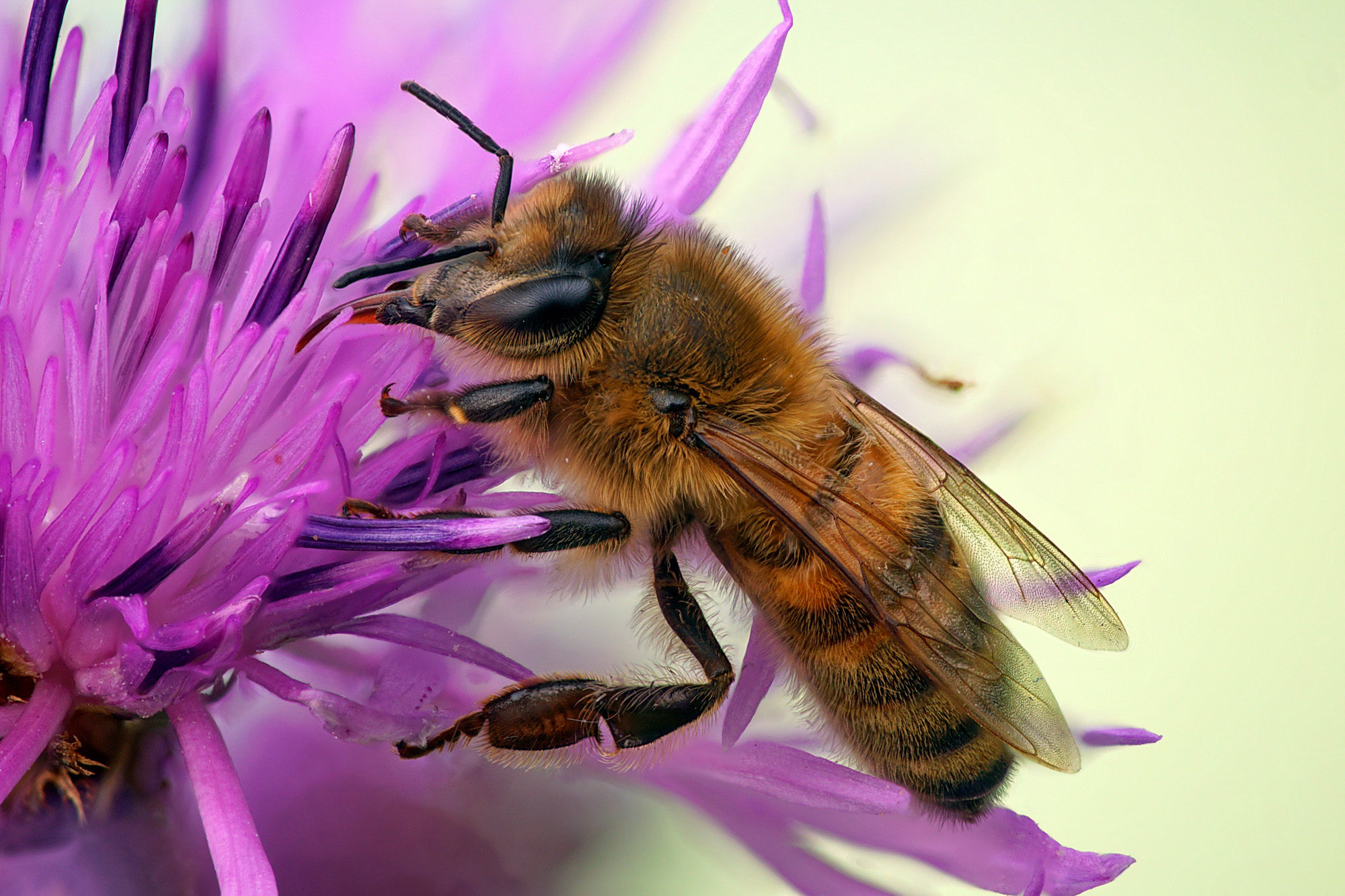 Apis mellifera