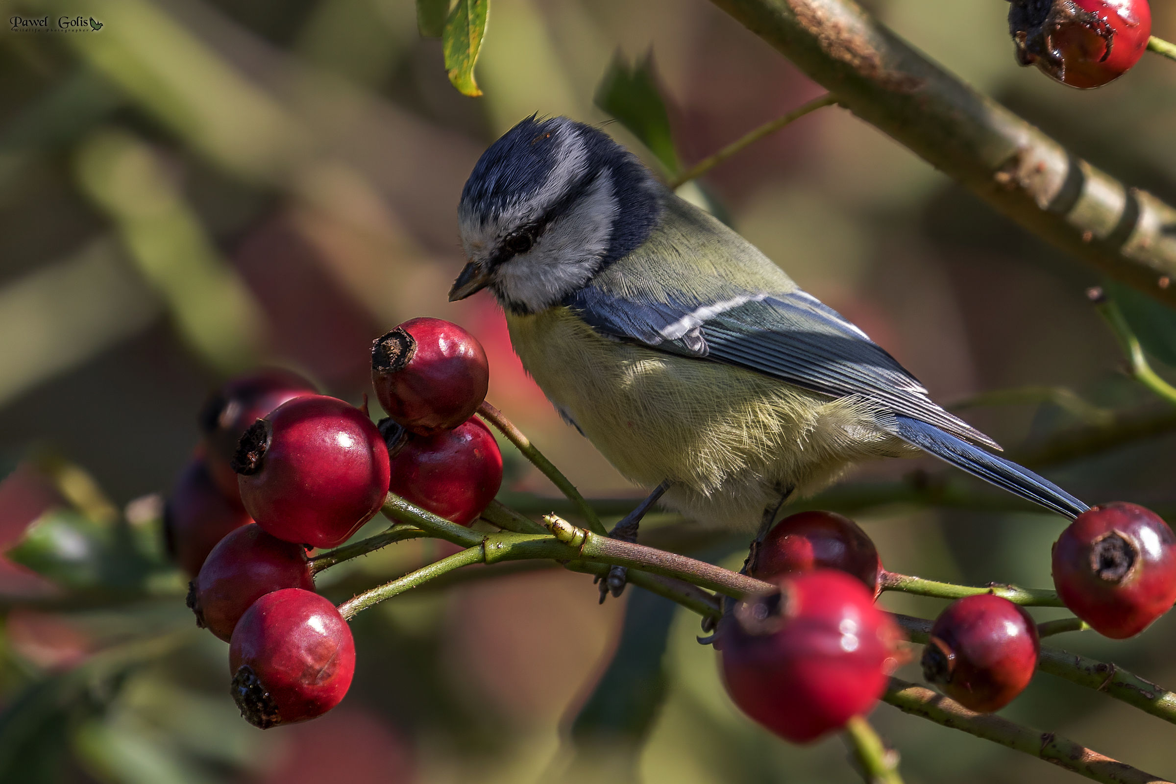 Eurasian blue tit (Cyanistes caeruleus)