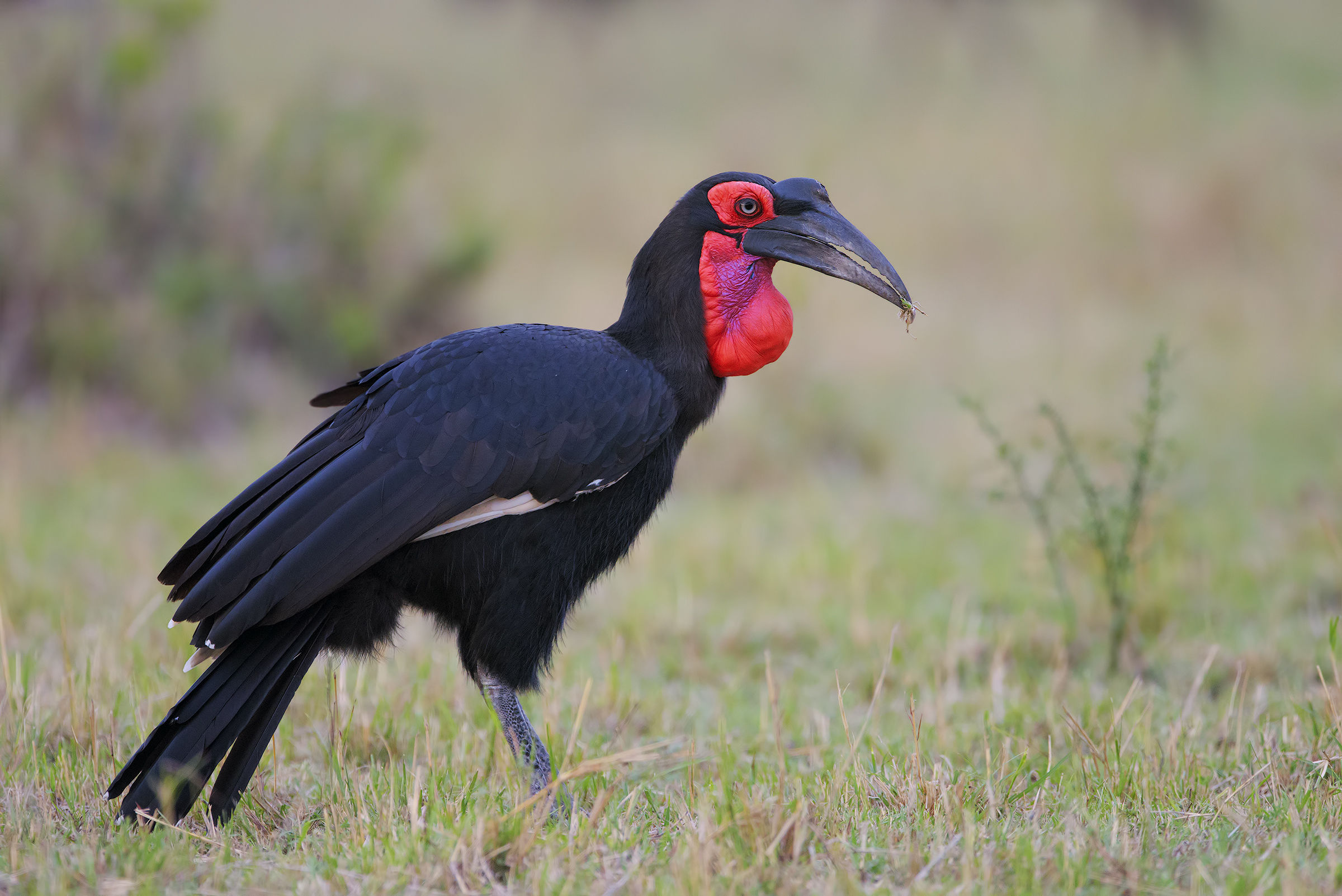 Il signore dalle lunghe ciglia