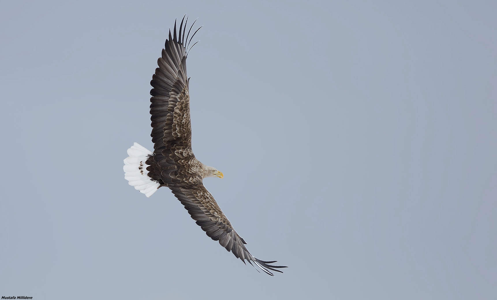 White-tailed Sea Eagle ...