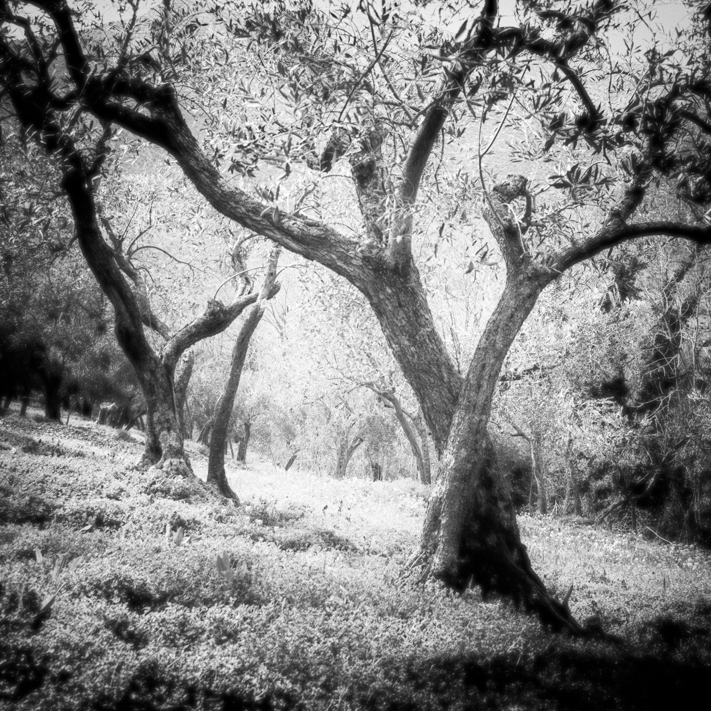 among olive trees