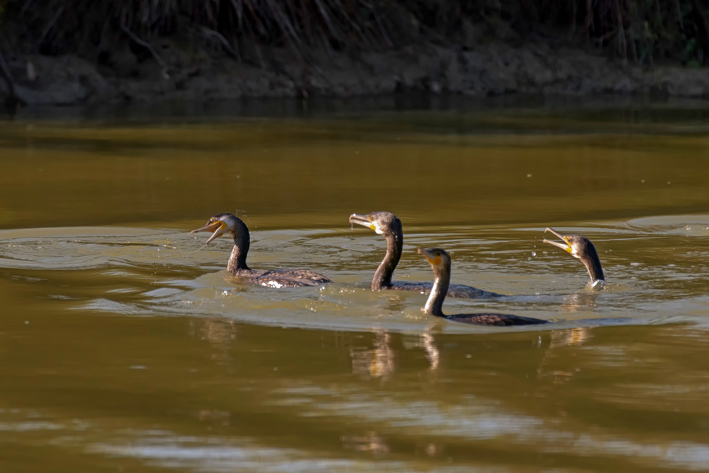 Cormorani in battuta
