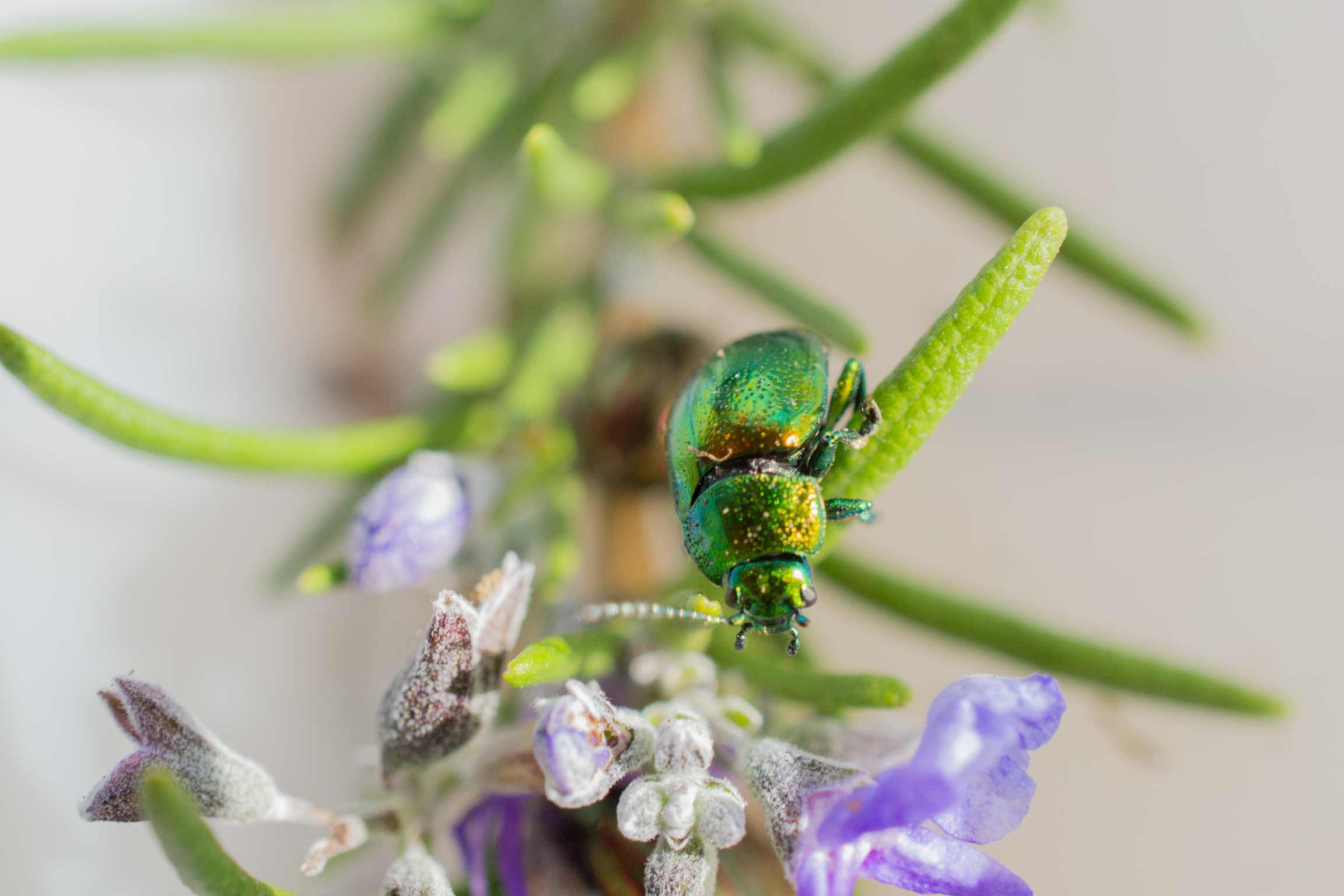Chrysomelidae