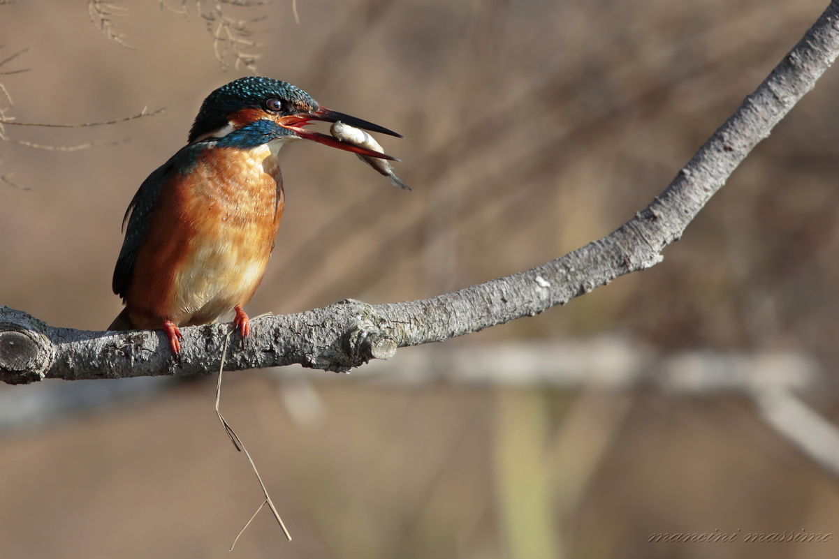 Martin pescatore(Alcedo atthis)