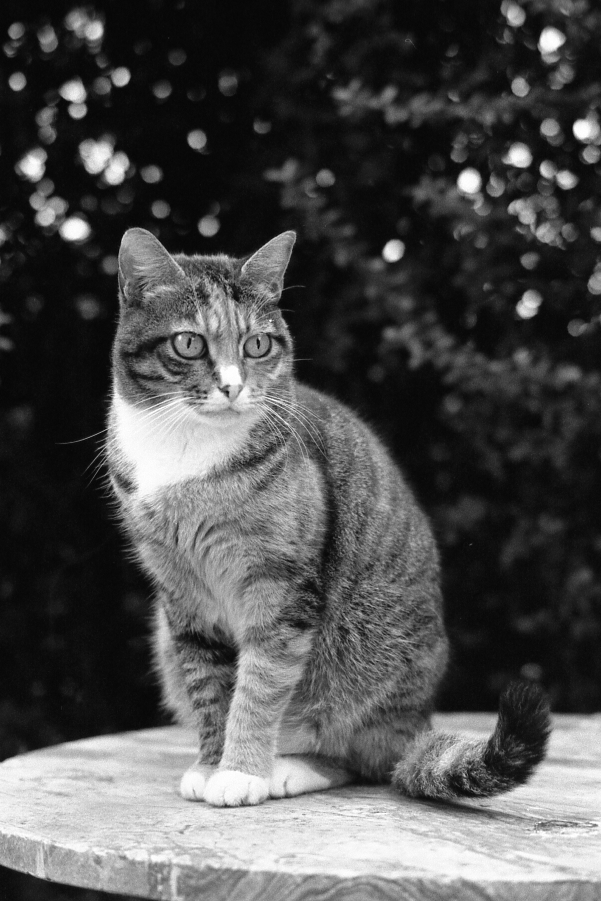 His Majesty in Analog ...