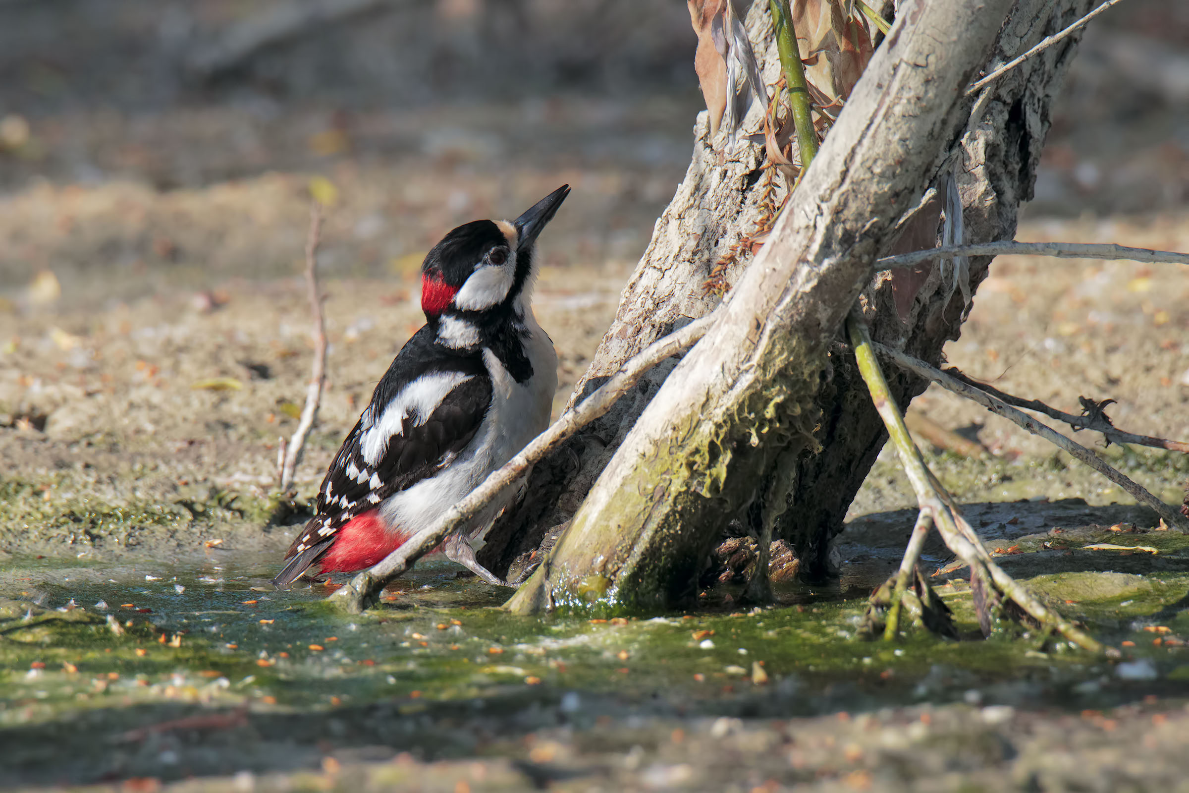 Greater Red Woodpecker