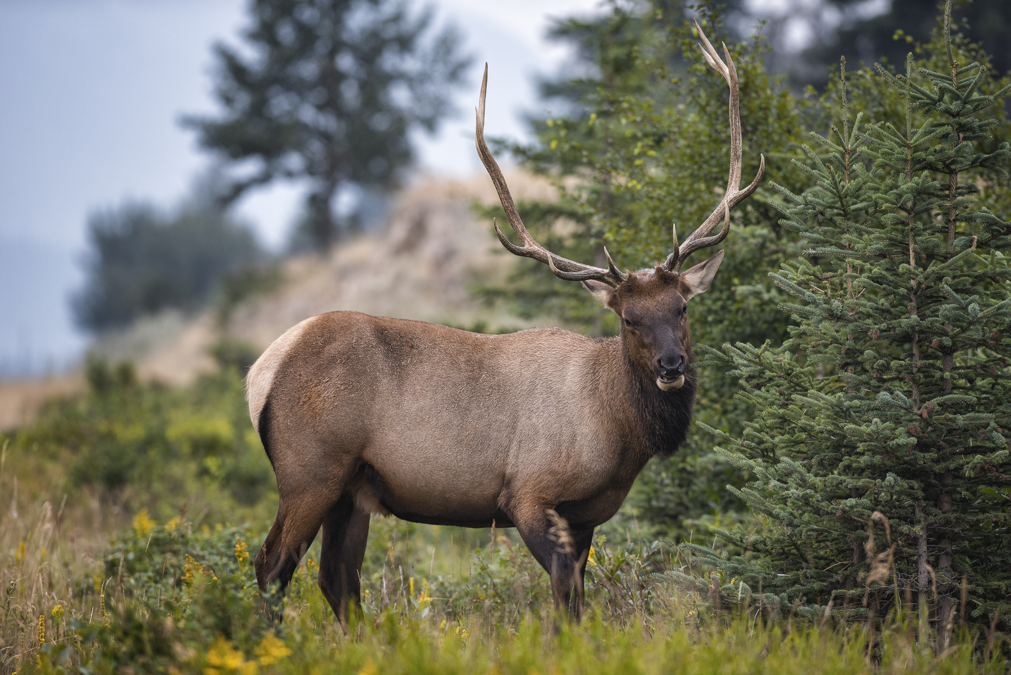 The Elk