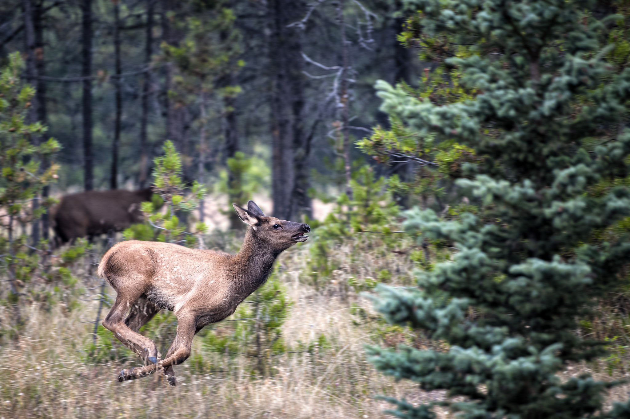 The little in freedom