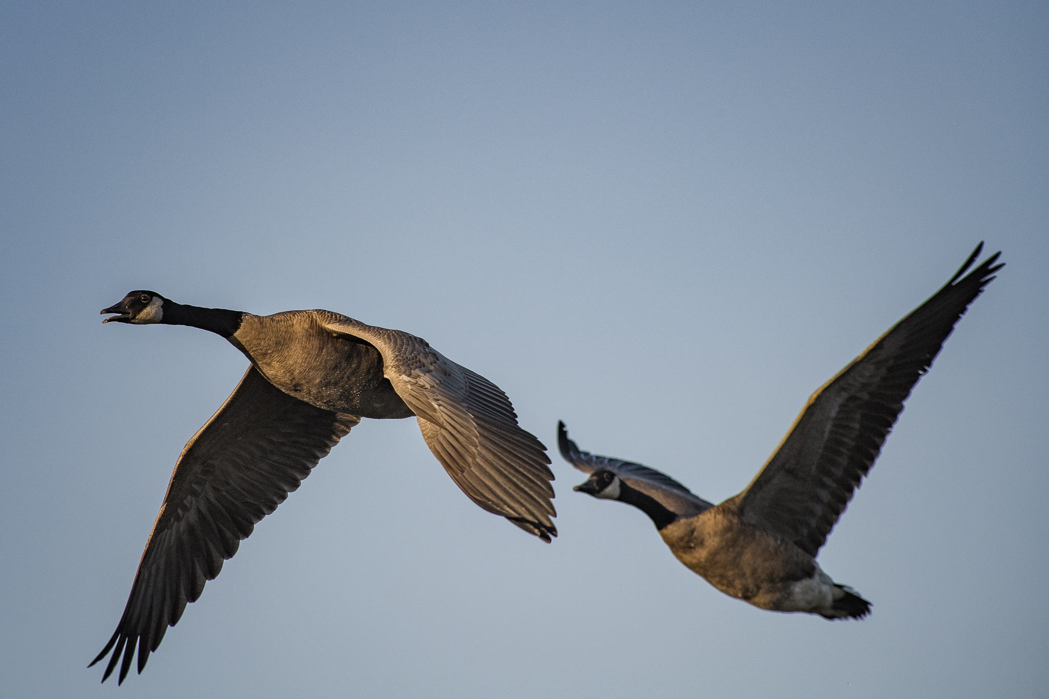 Flying over Coquitlam