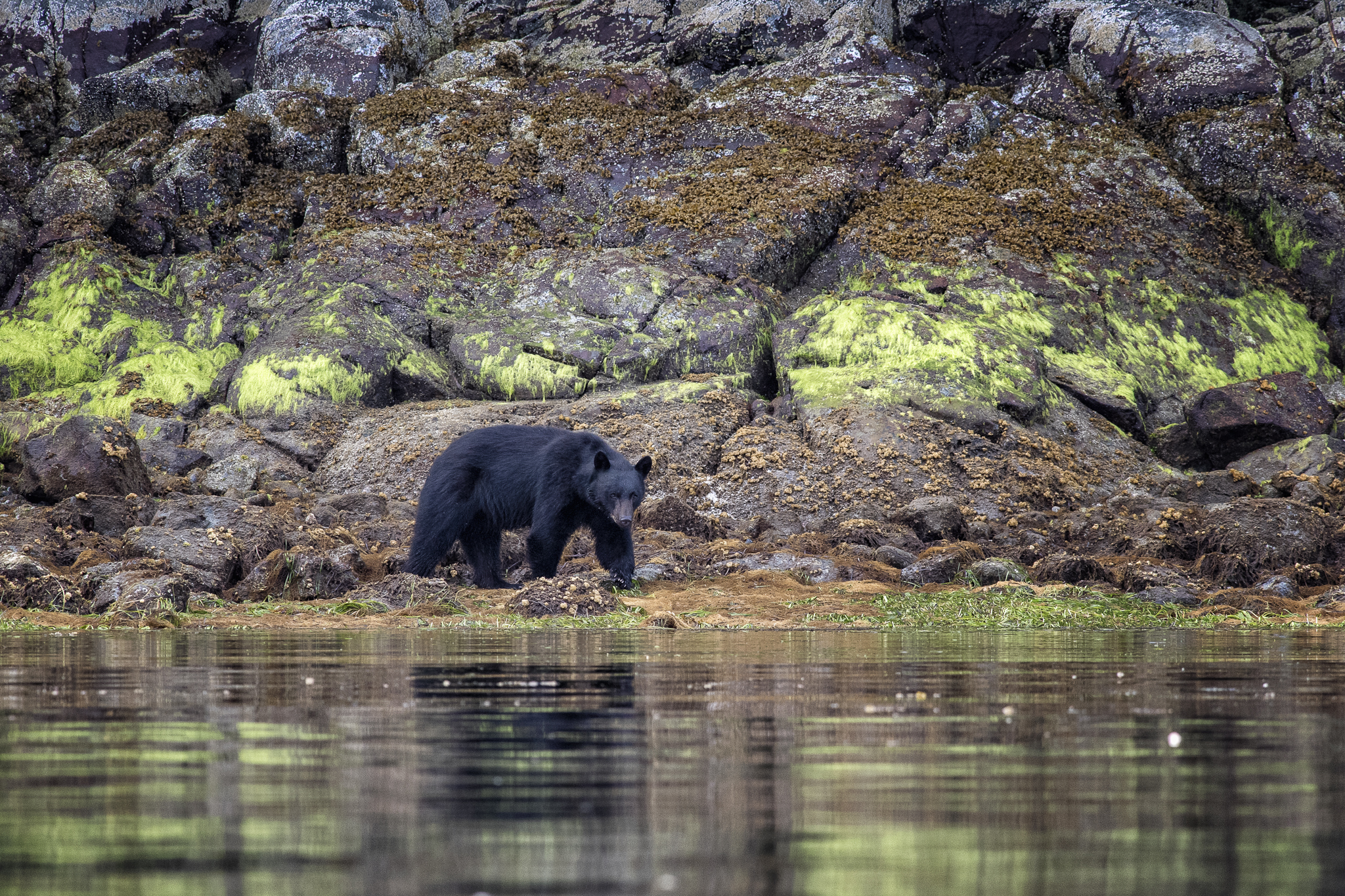 Though from far away a real emotion ... the bear!